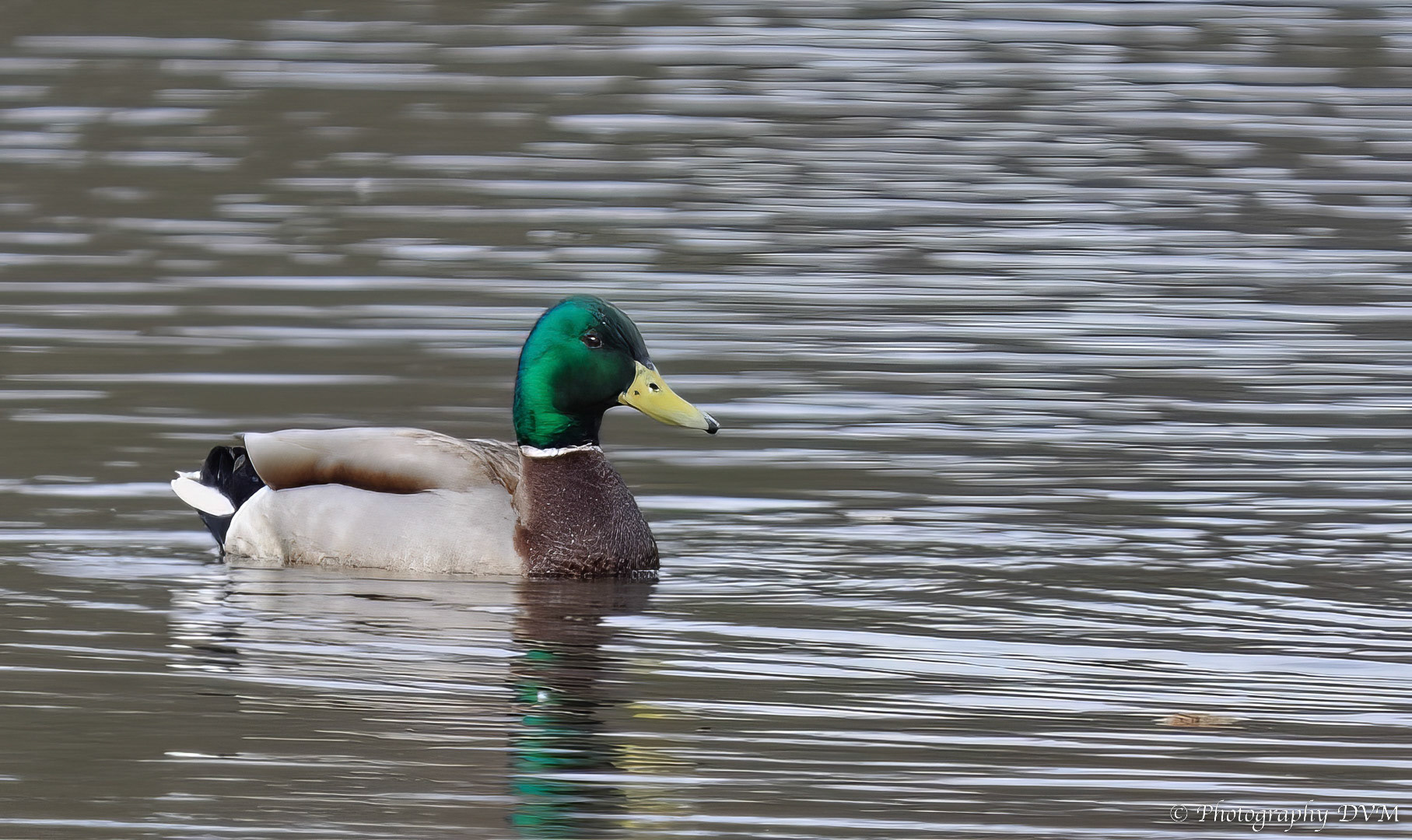 Wilde eend - Mallard - Anas platyrhynchos