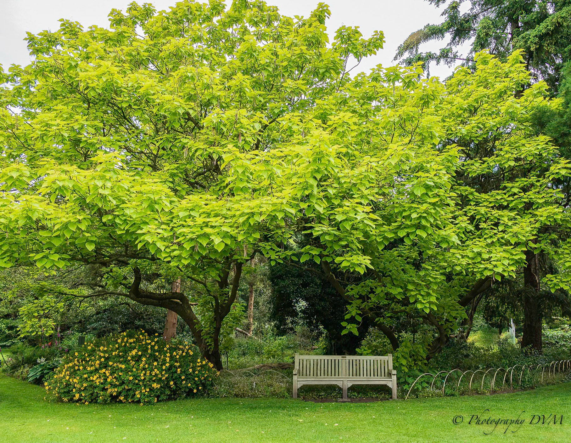 Gele trompetboom - Catalpa