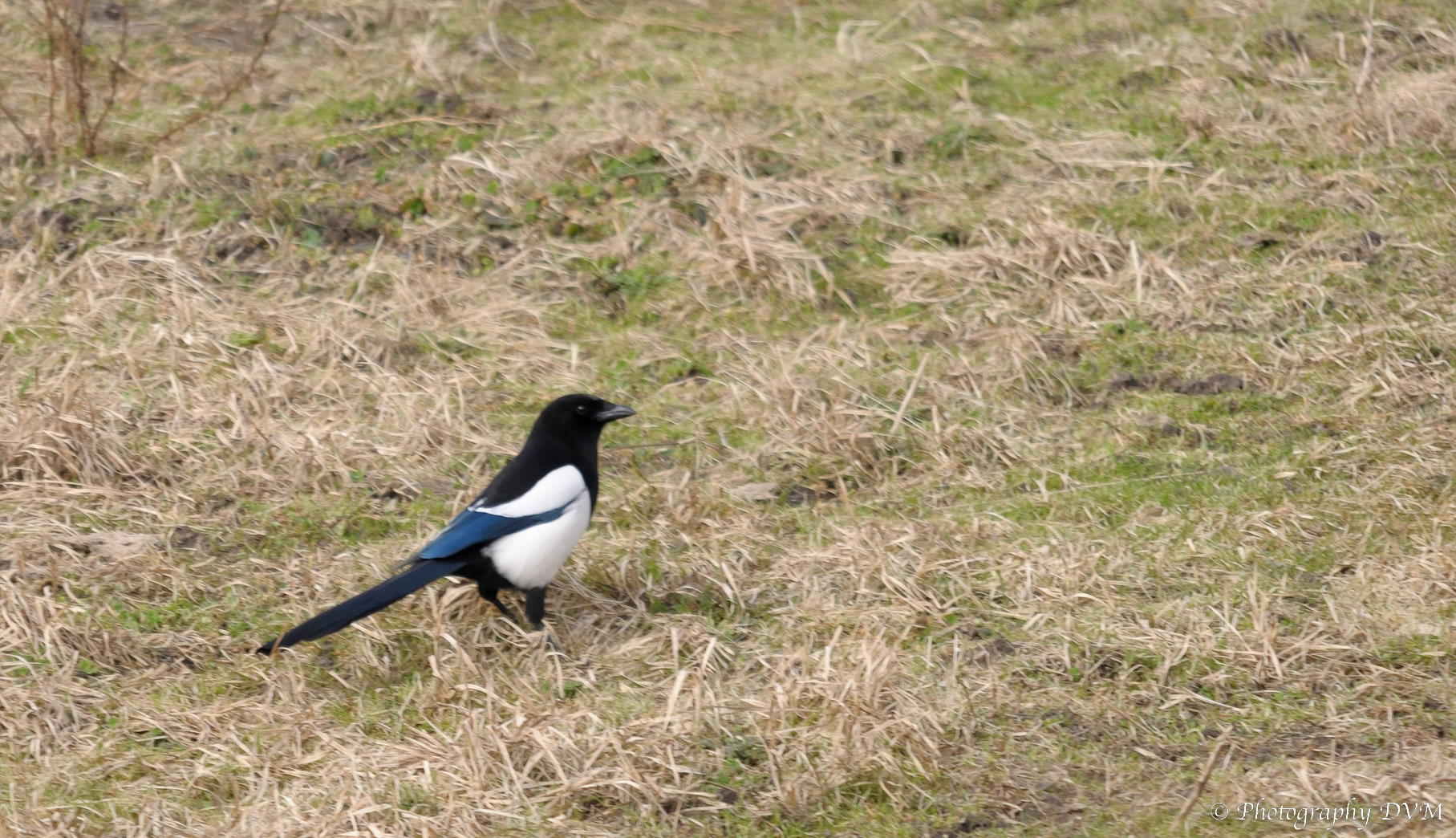 Ekster - Eurasian Magpie - Pica pica