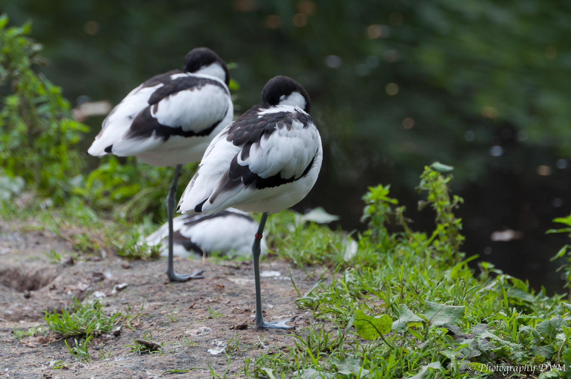Kluten - Pied Avocets - Recurvirostra avosettas