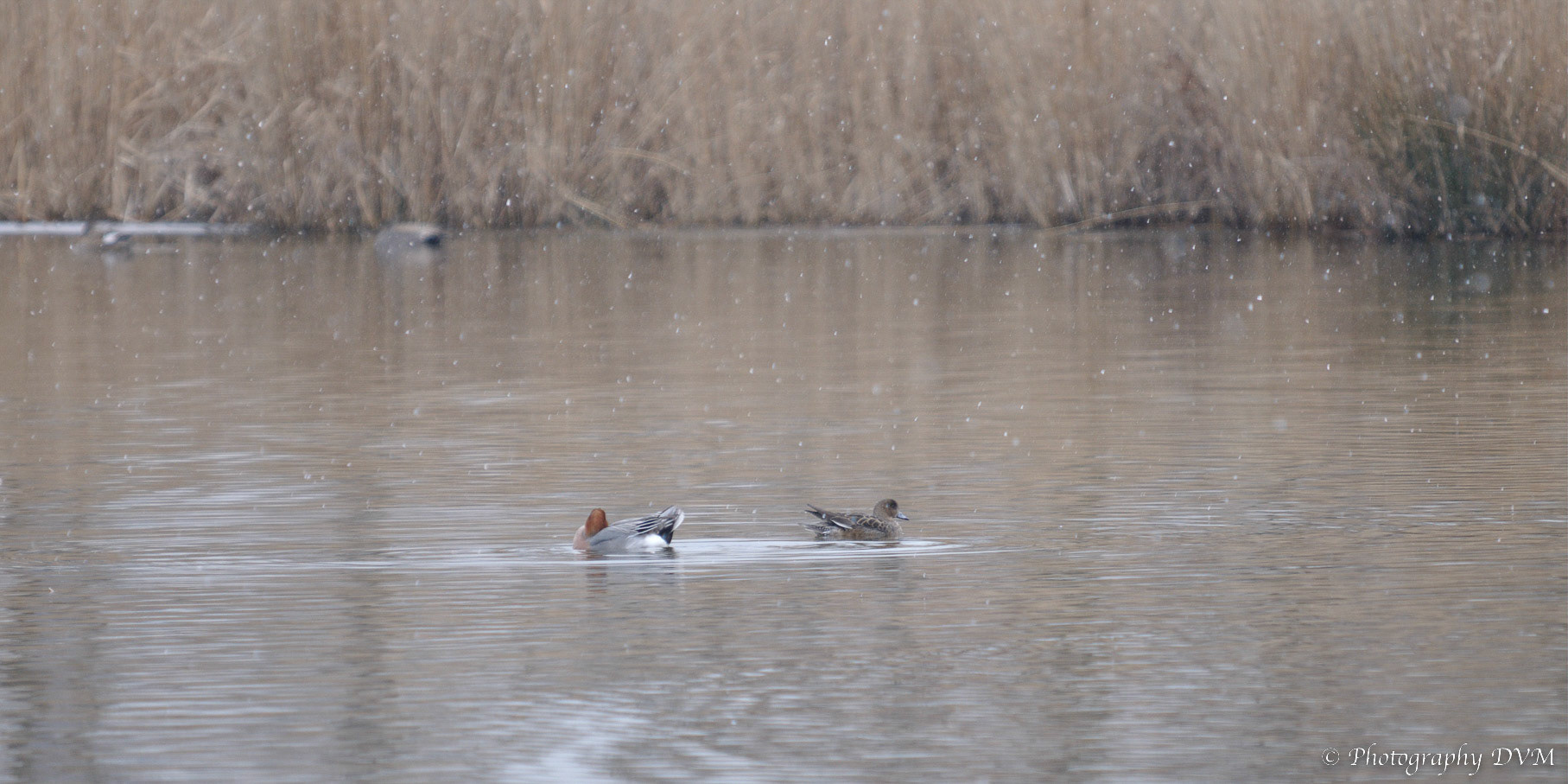 Koppeltje Smienten - Couple Eurasian Wigeons - Anas penelope