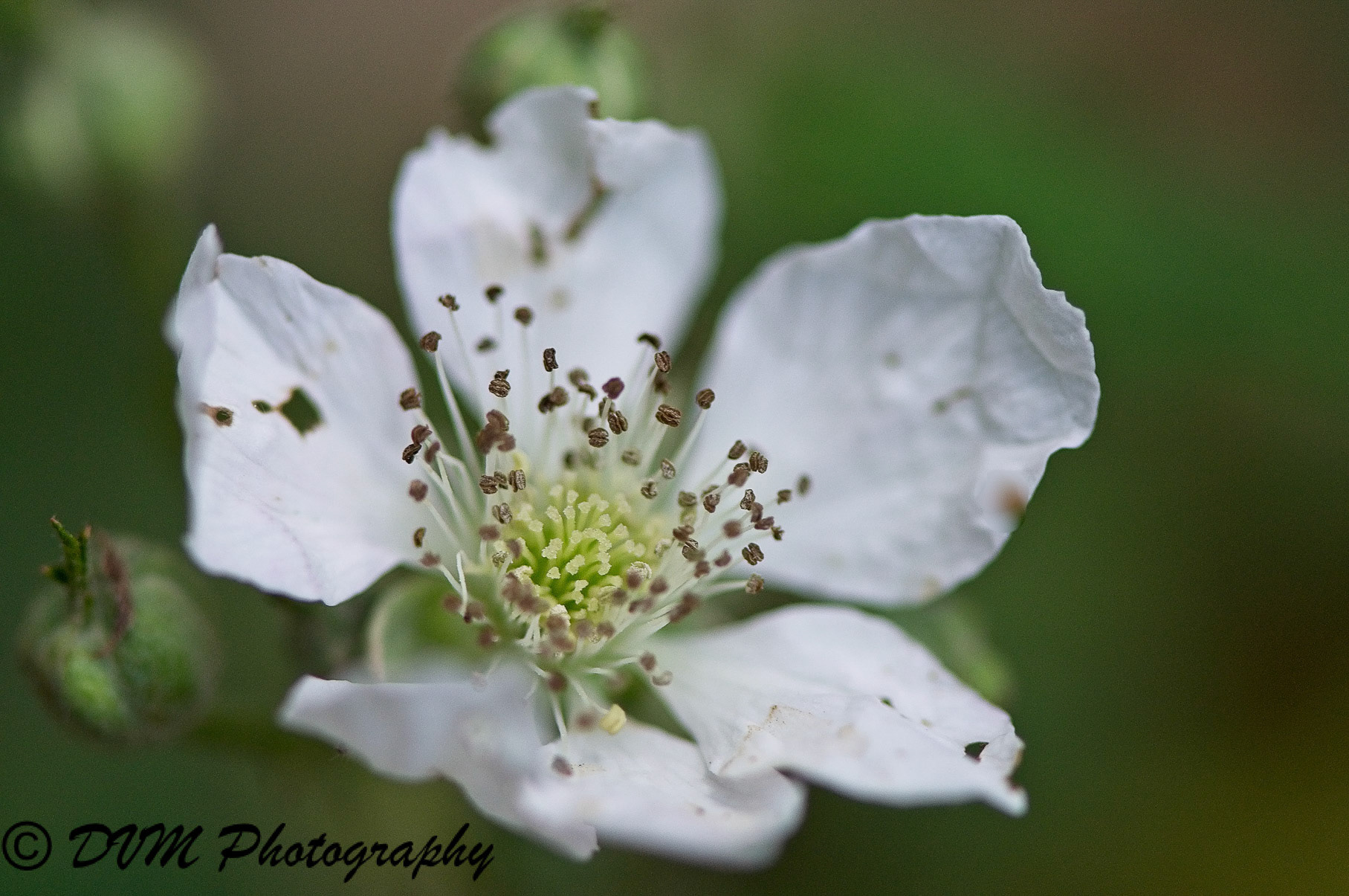 Gewone braam - Bramble - Rubus fruticosus