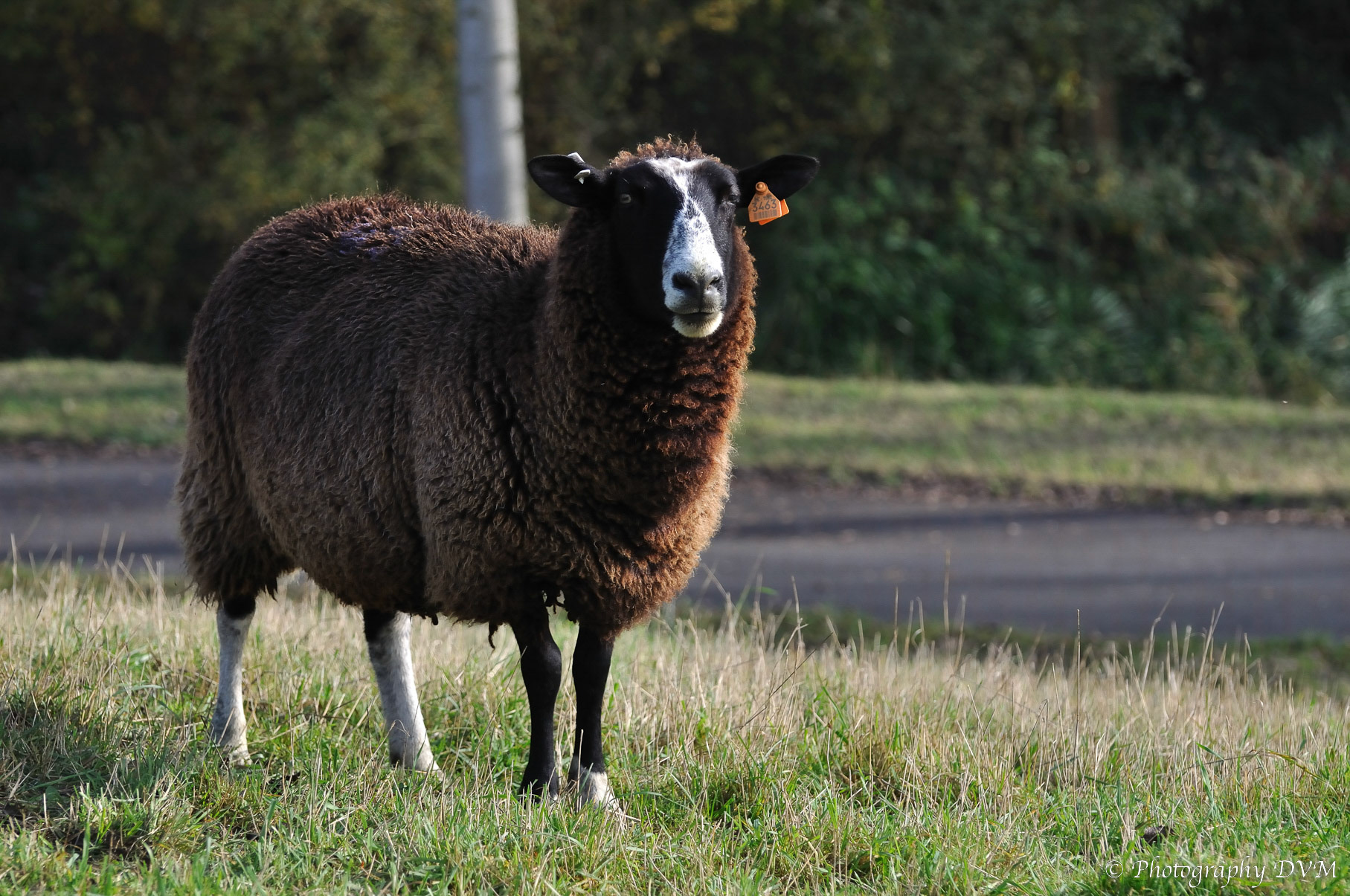 Bruin schaap - Brown Sheep - Ovis aries