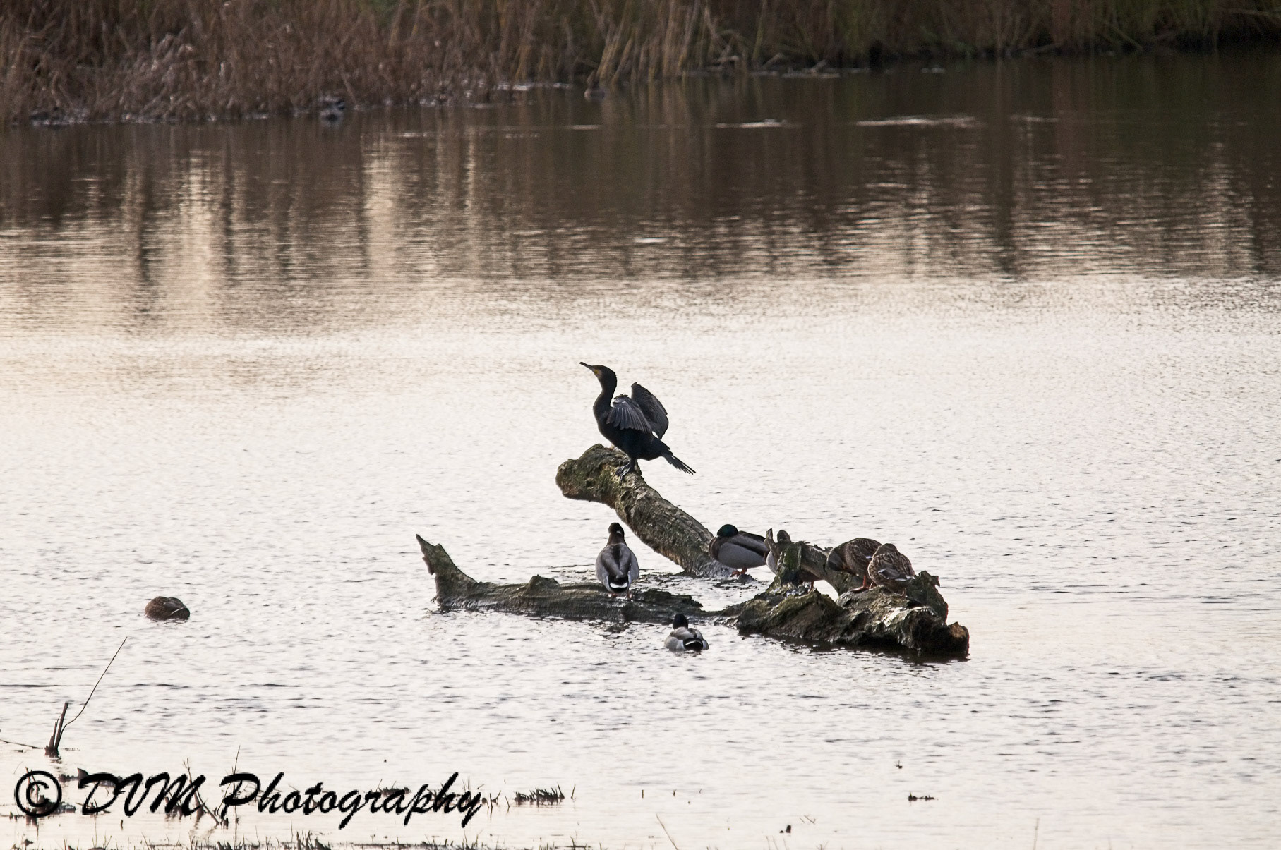 Aalscholver - Great Cormorant - Phalacrocorax carbo