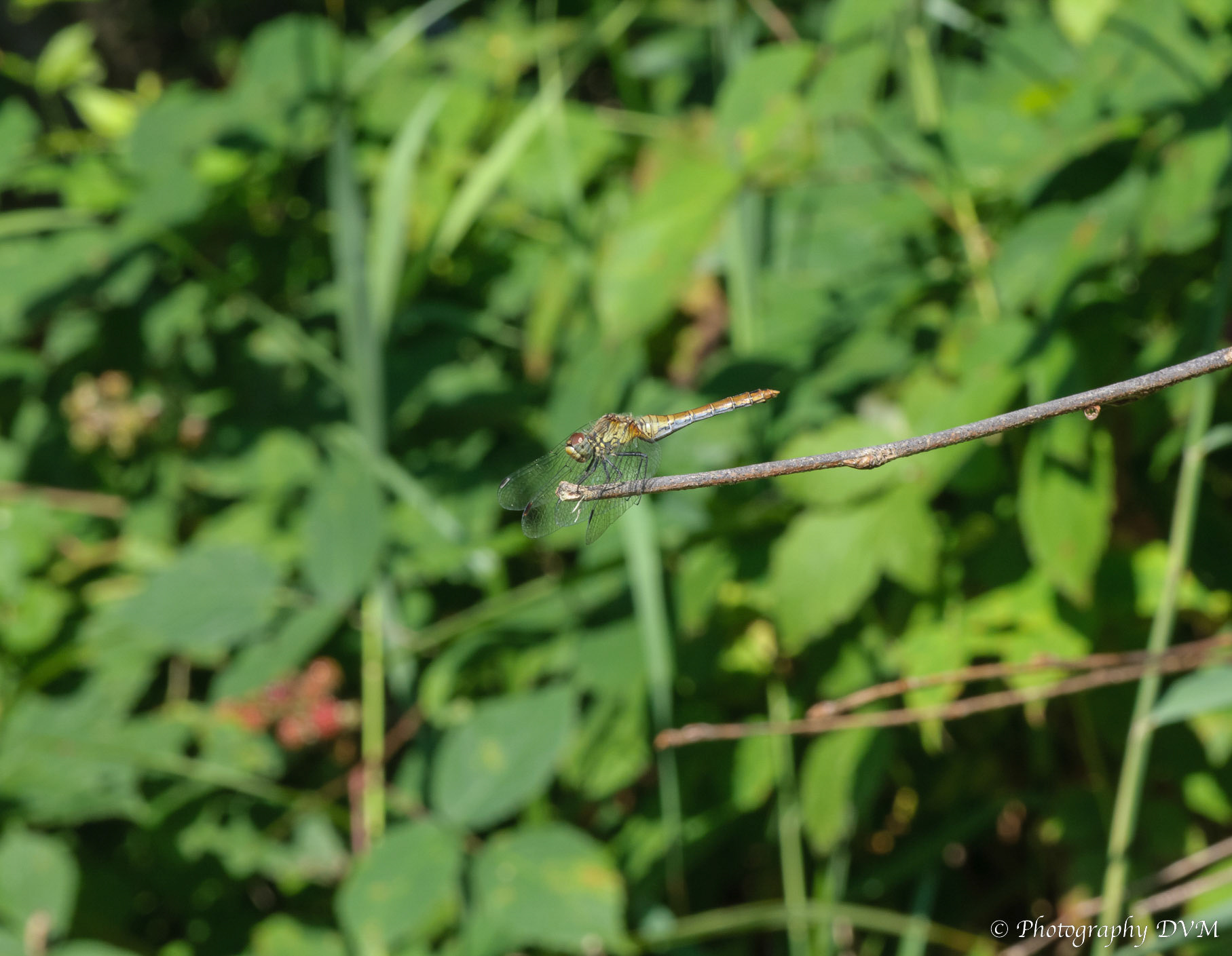 Bloedrode heidelibel -  Ruddy Darter - Sympetrum sanguineum