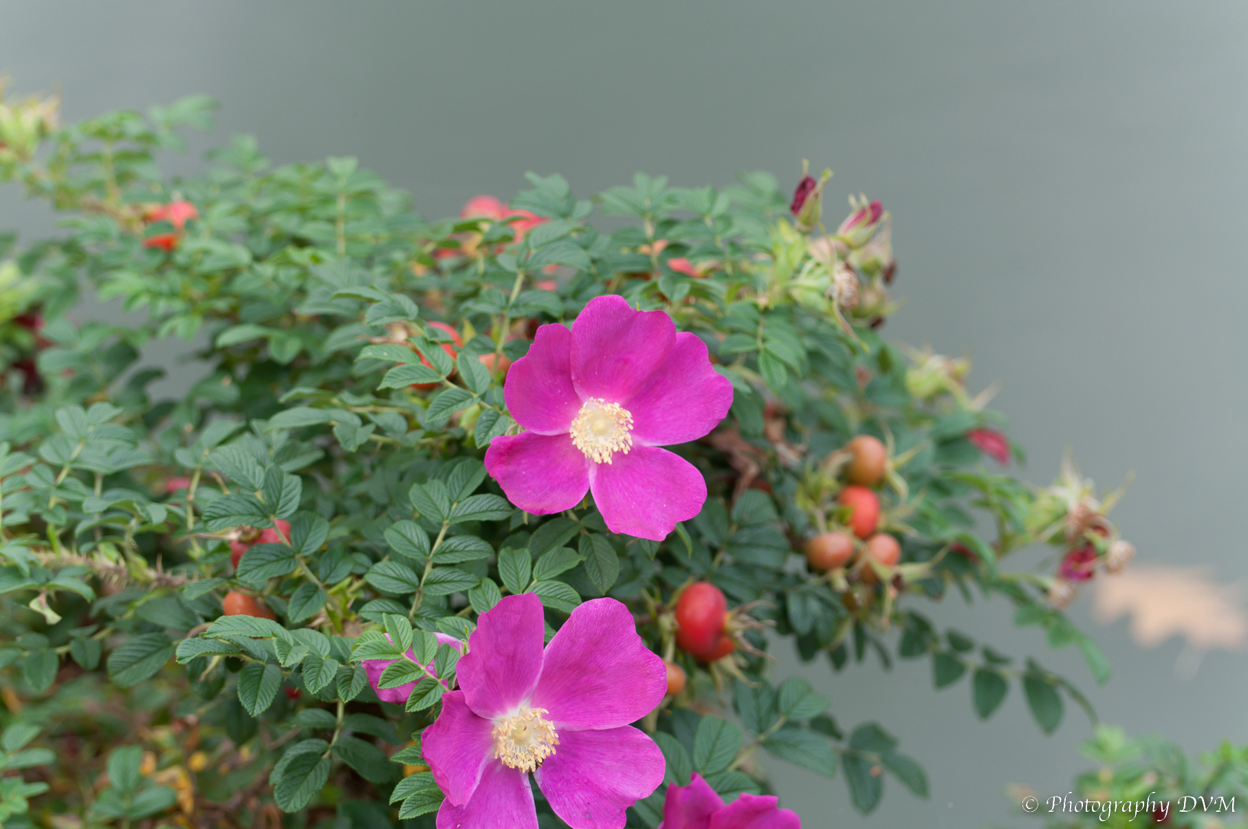 Bottelroos - Downy-rose - Rosa villosa