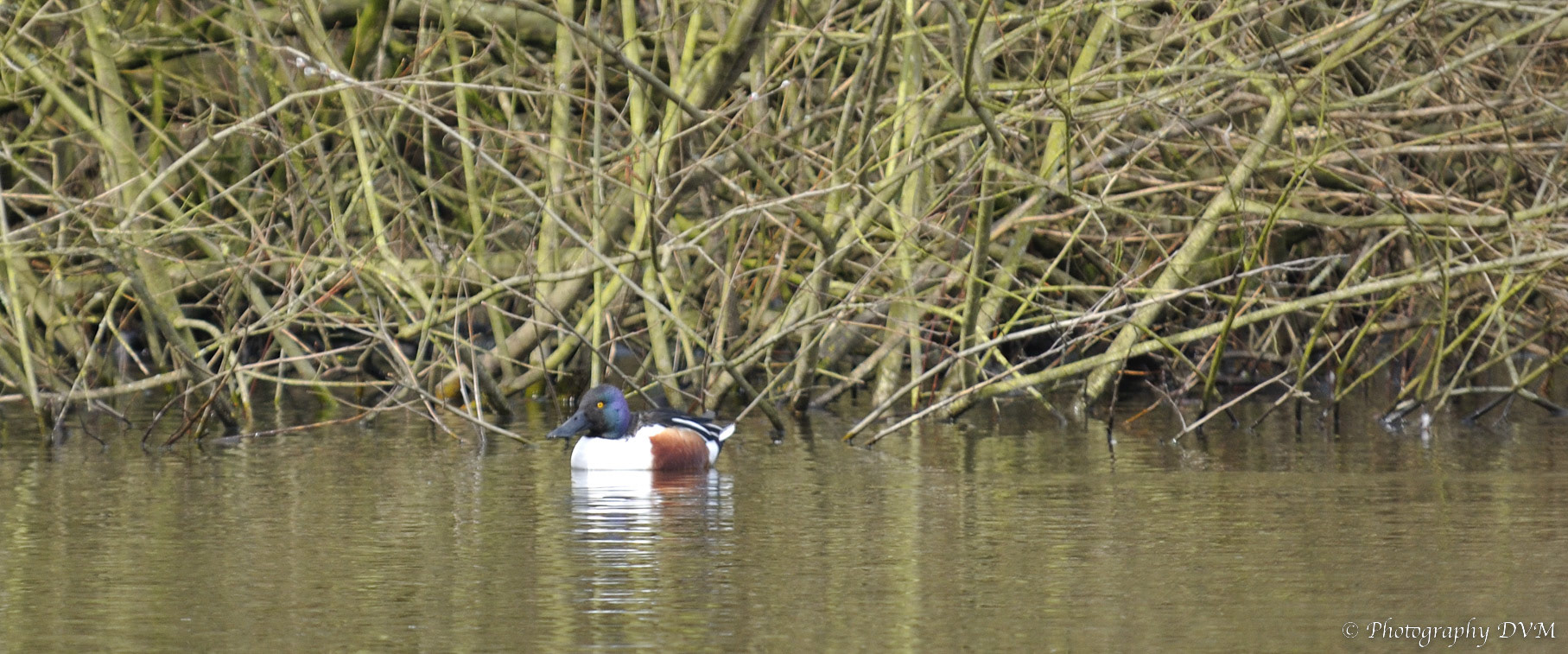 Slobeend - Northern Shoveler - Anas clypeata