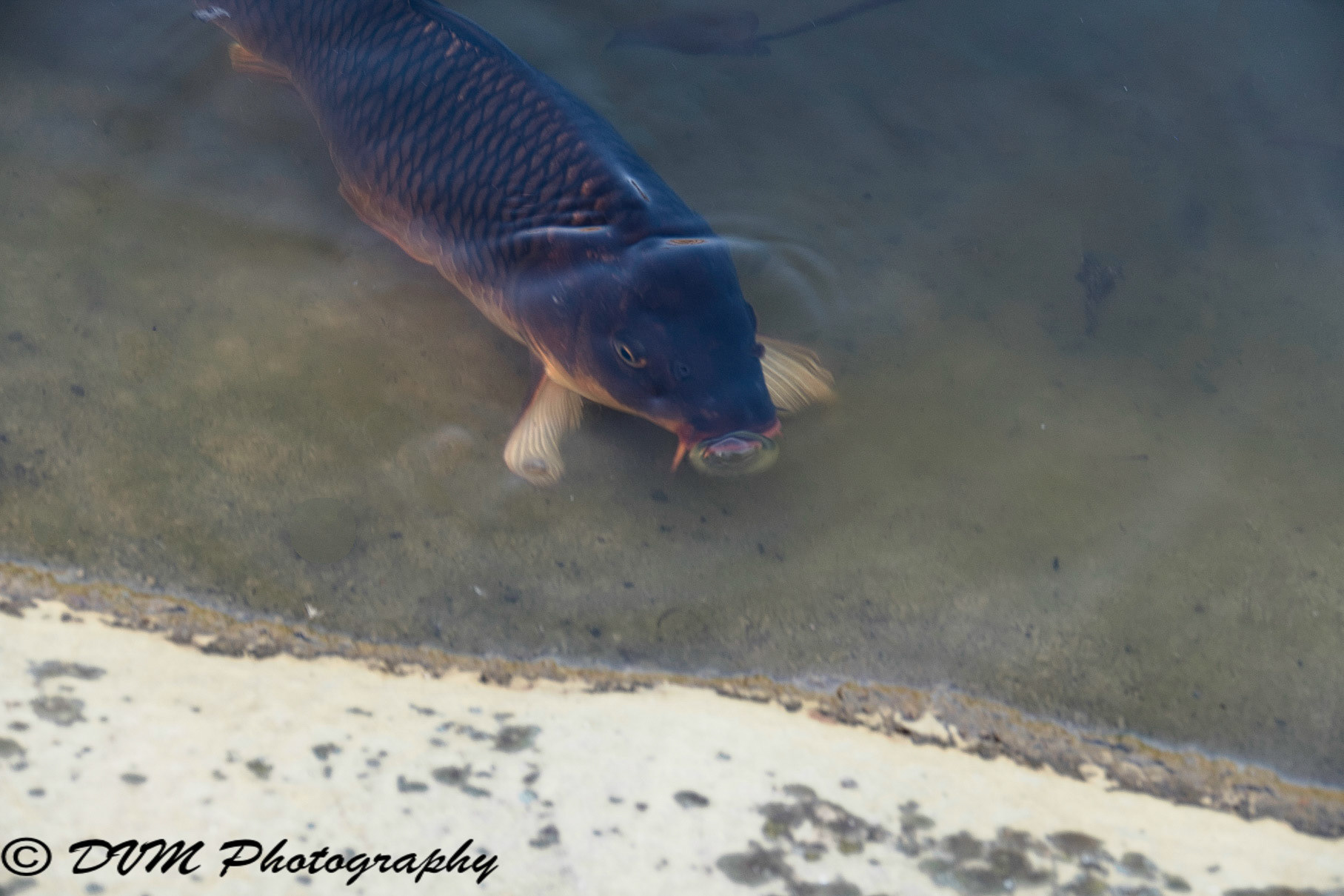 Karper - Common carp - Cyprinus carpio