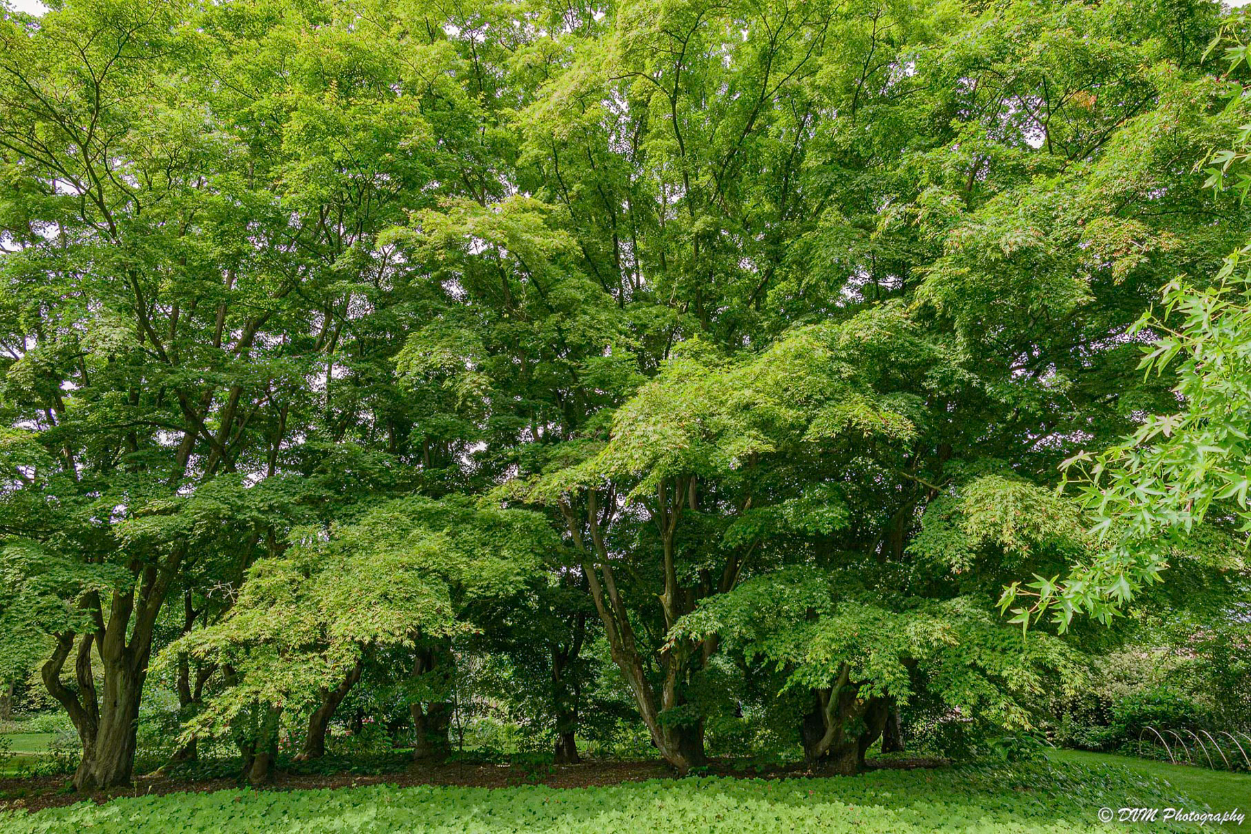 Japanse esdoorn - Japanese maple