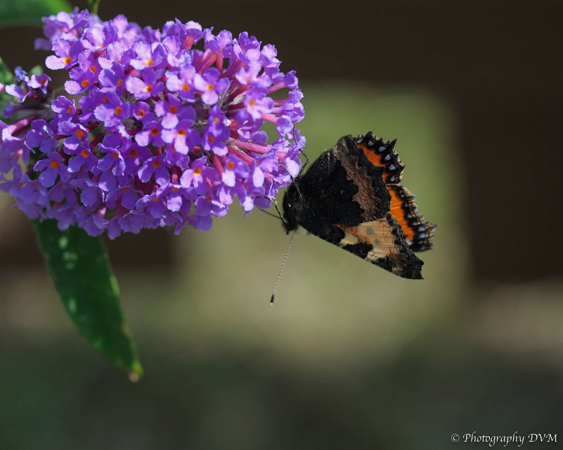 Kleine vos - Small Tortoiseshell - Aglais urticae