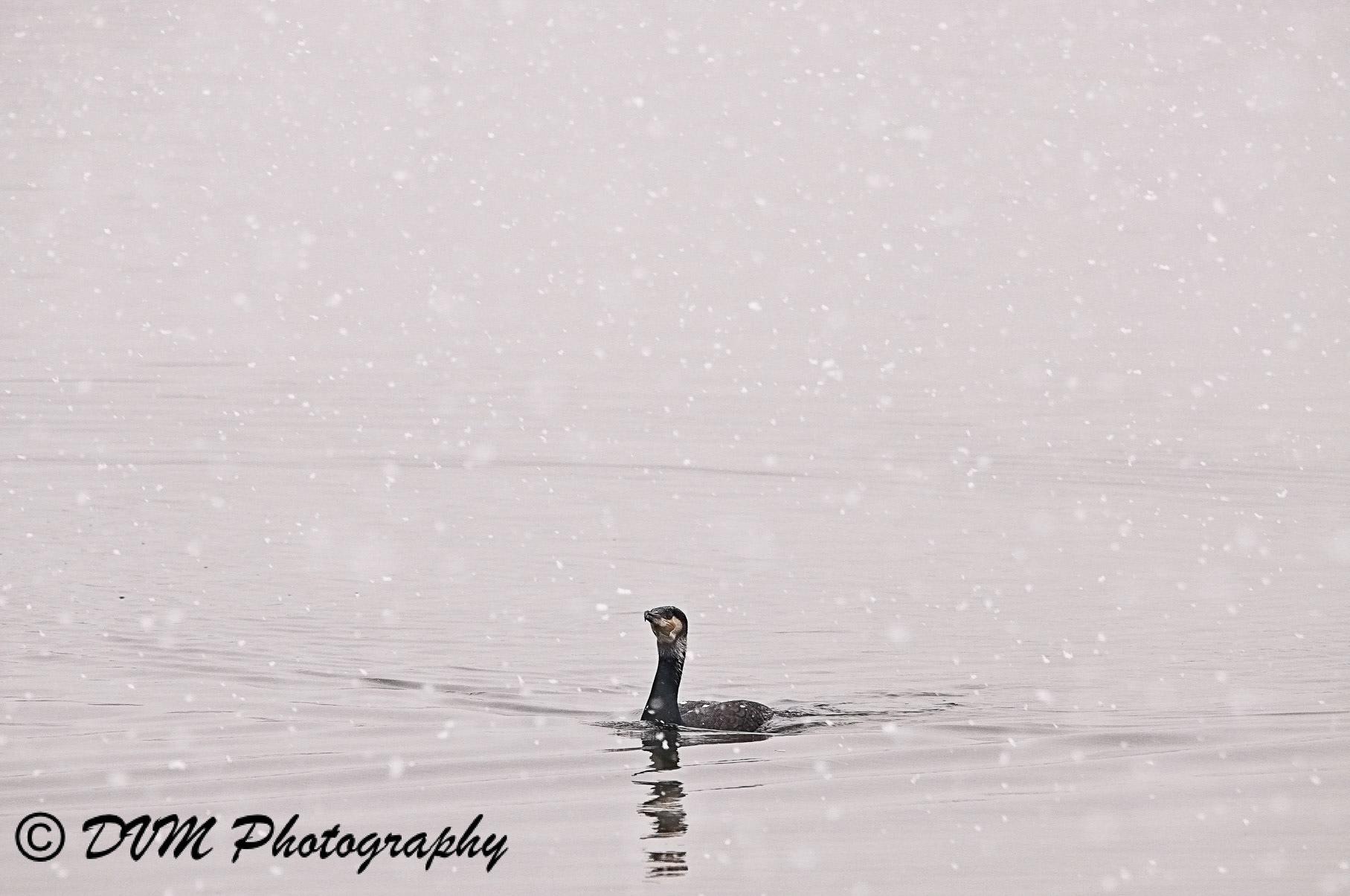 Aalscholver - Great Cormorant - Phalacrocorax carbo