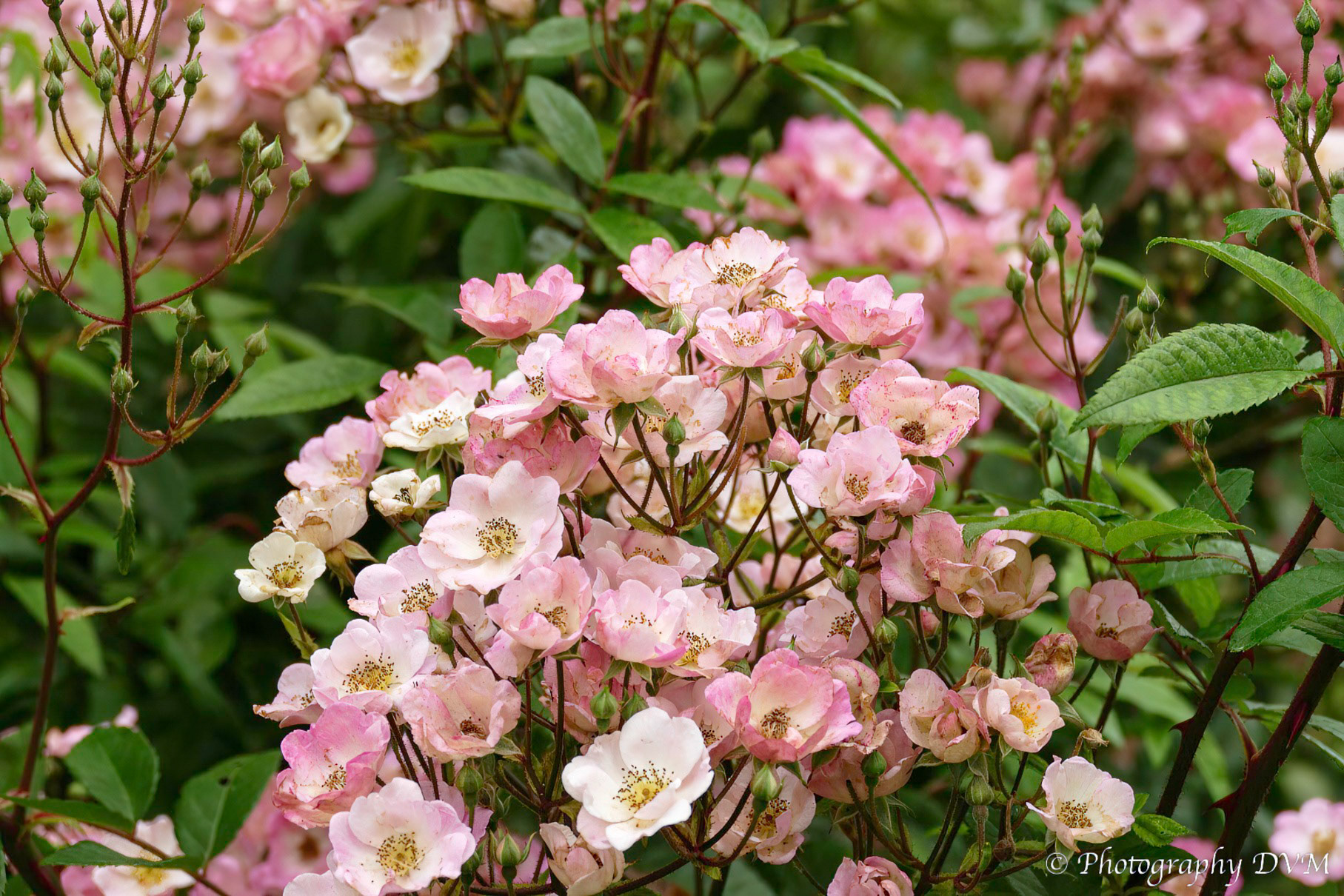 Roos'Alden Biesen' - Rose'Alden Biesen'