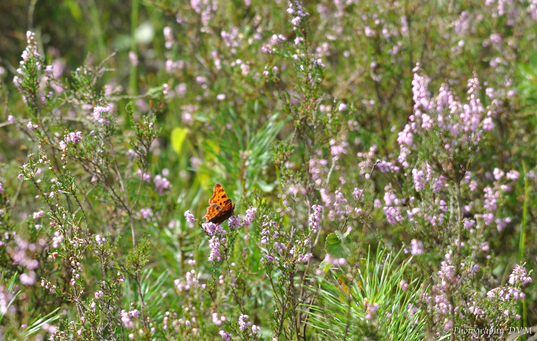 Gehakkelde aurelia - Comma - Polygonia c-album