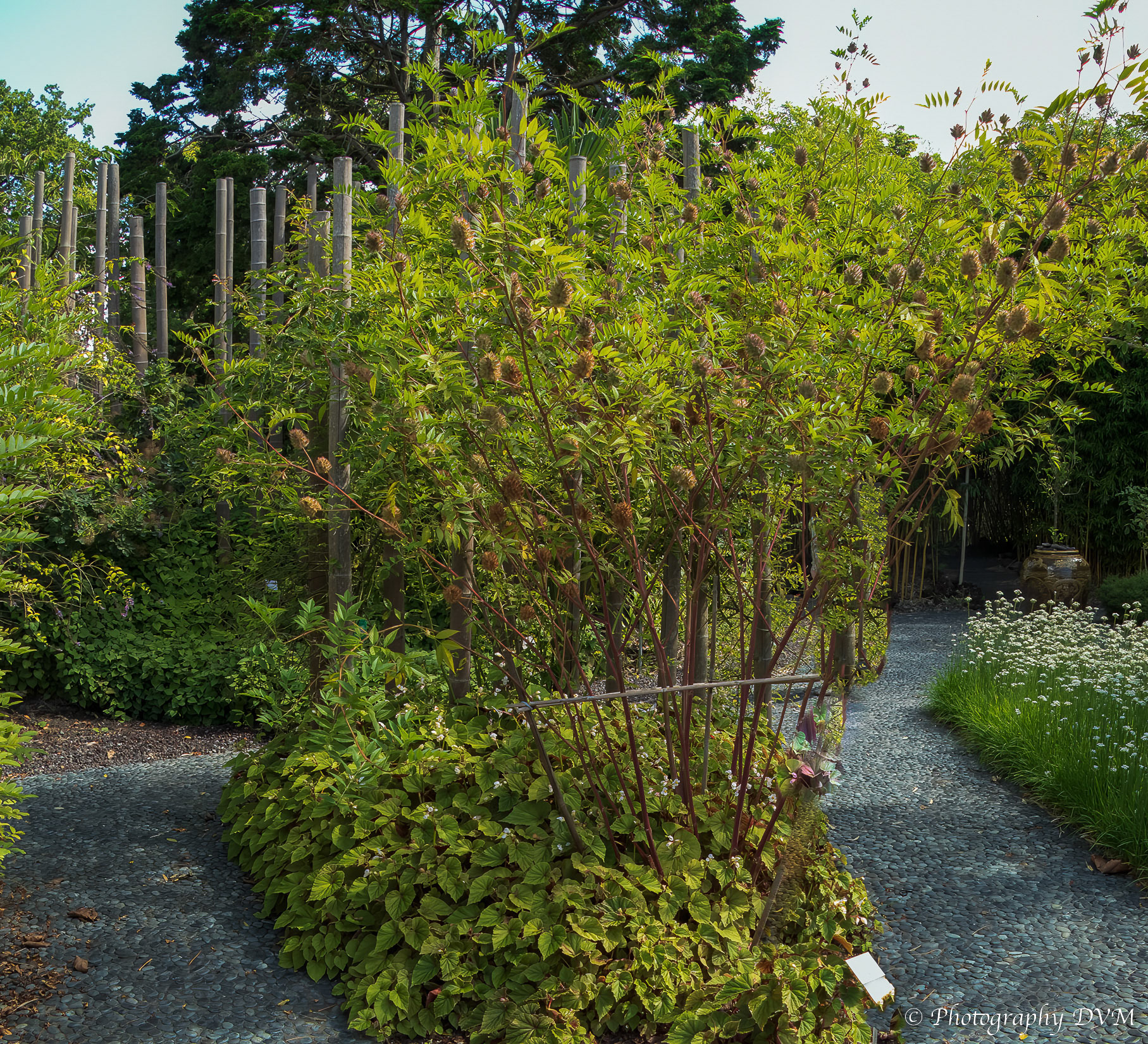 Chinees zoethout - Chinese licorice - Glycyrrhiza yunnanensis