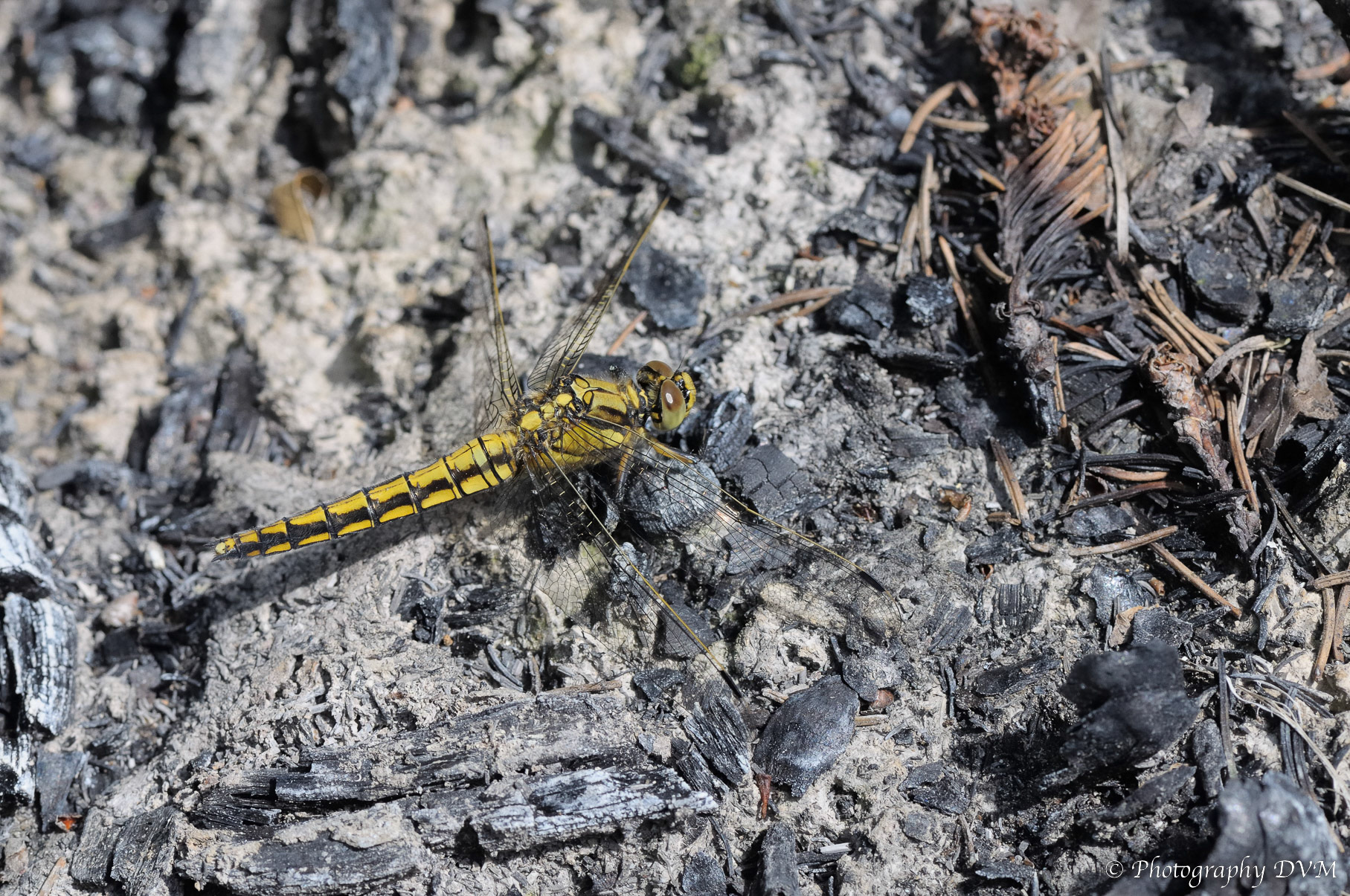 Gewone oeverlibel - Black-tailed Skimmer - Orthetrum cancellatum