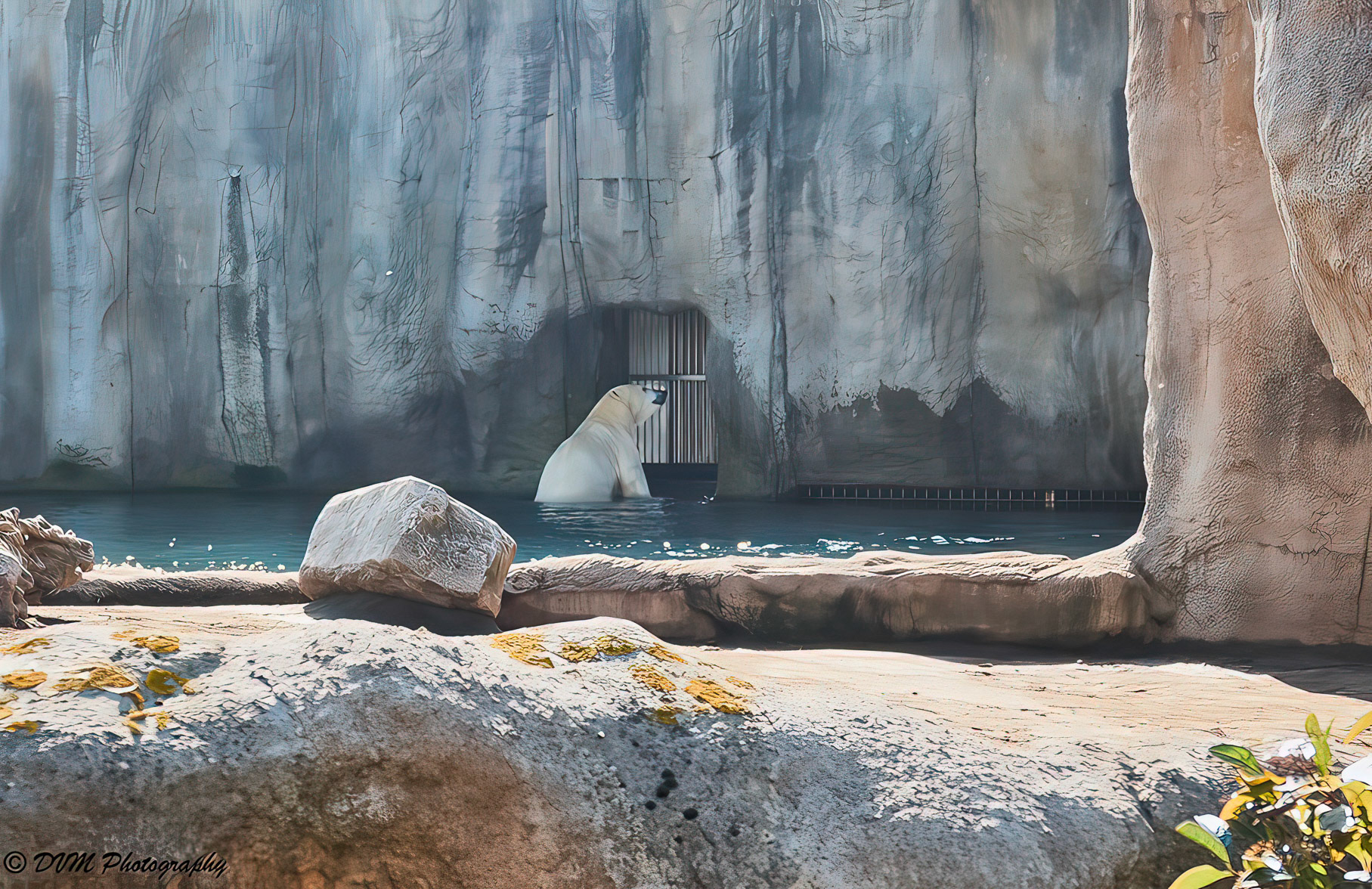 Ijsbeer - Polar bear - Ursus maritimus