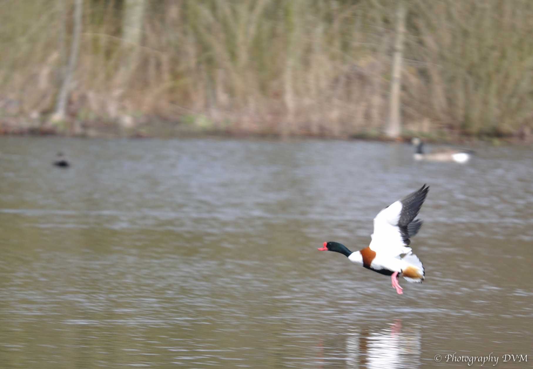 Bergeend (man) - Common Shelduck (male) - Tadorna tadorna