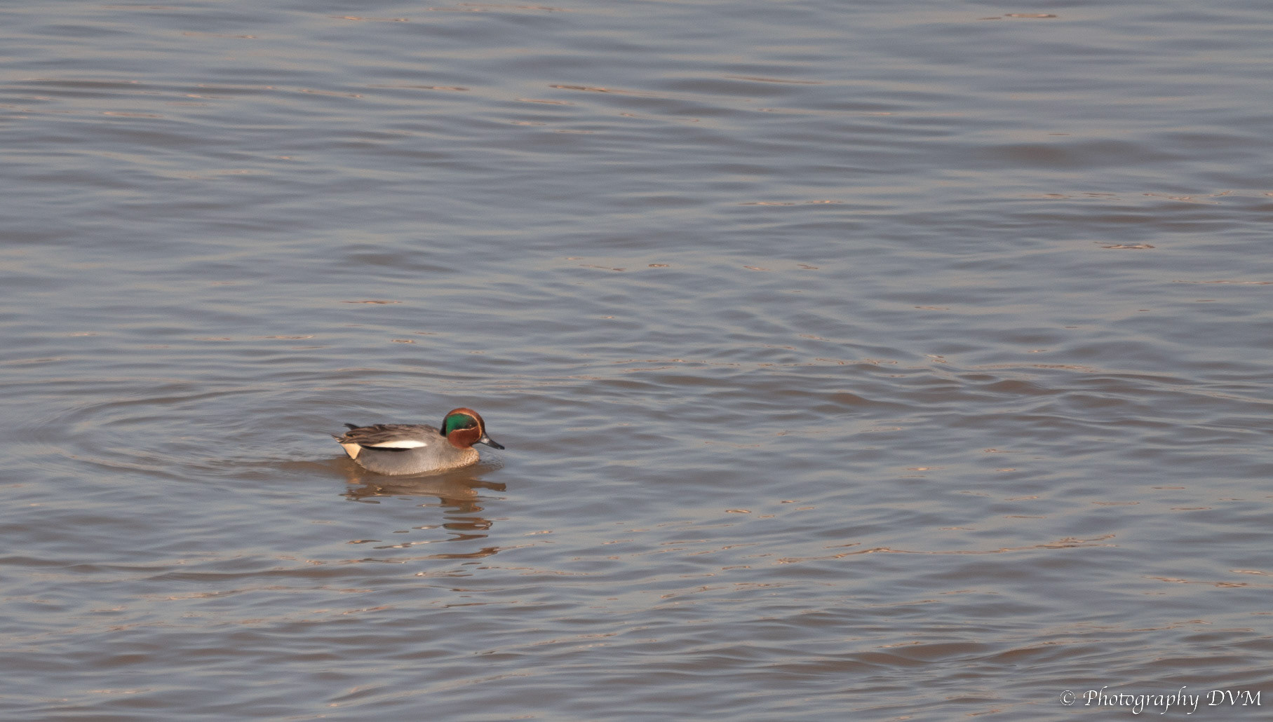 Wintertaling - Common Teal - Anas crecca