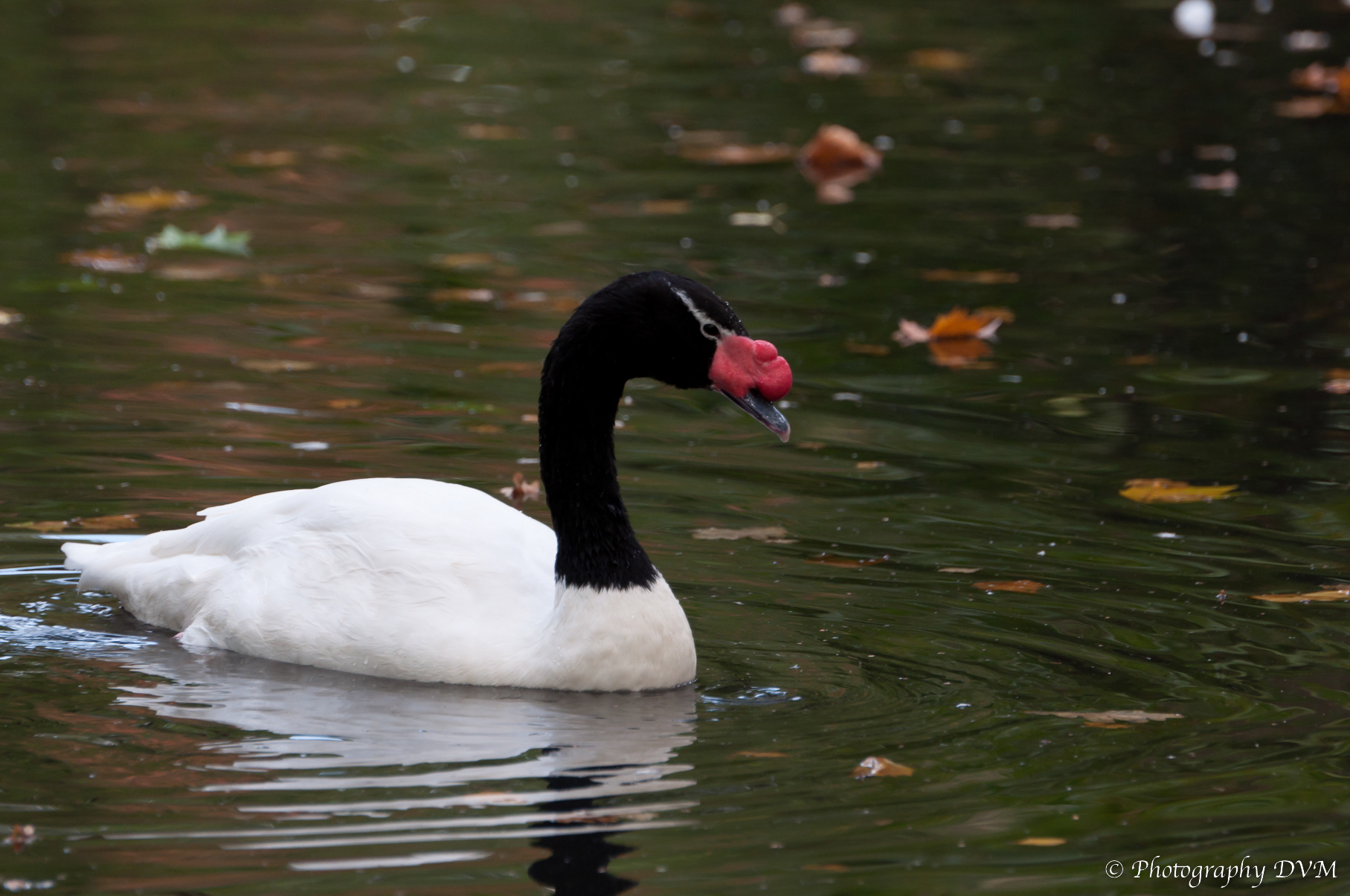 Zwarthalszwaan - Black-necked Swan - Cygnus melancoryphus