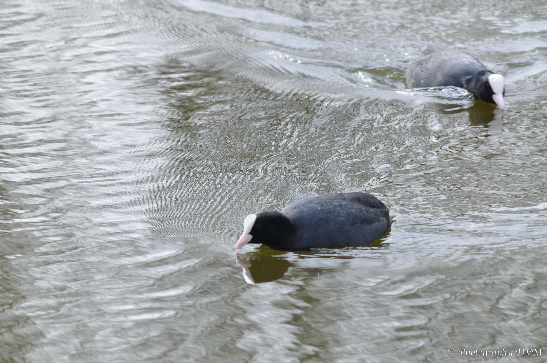 Meerkoeten - Eurasian Coots - Fulica atra