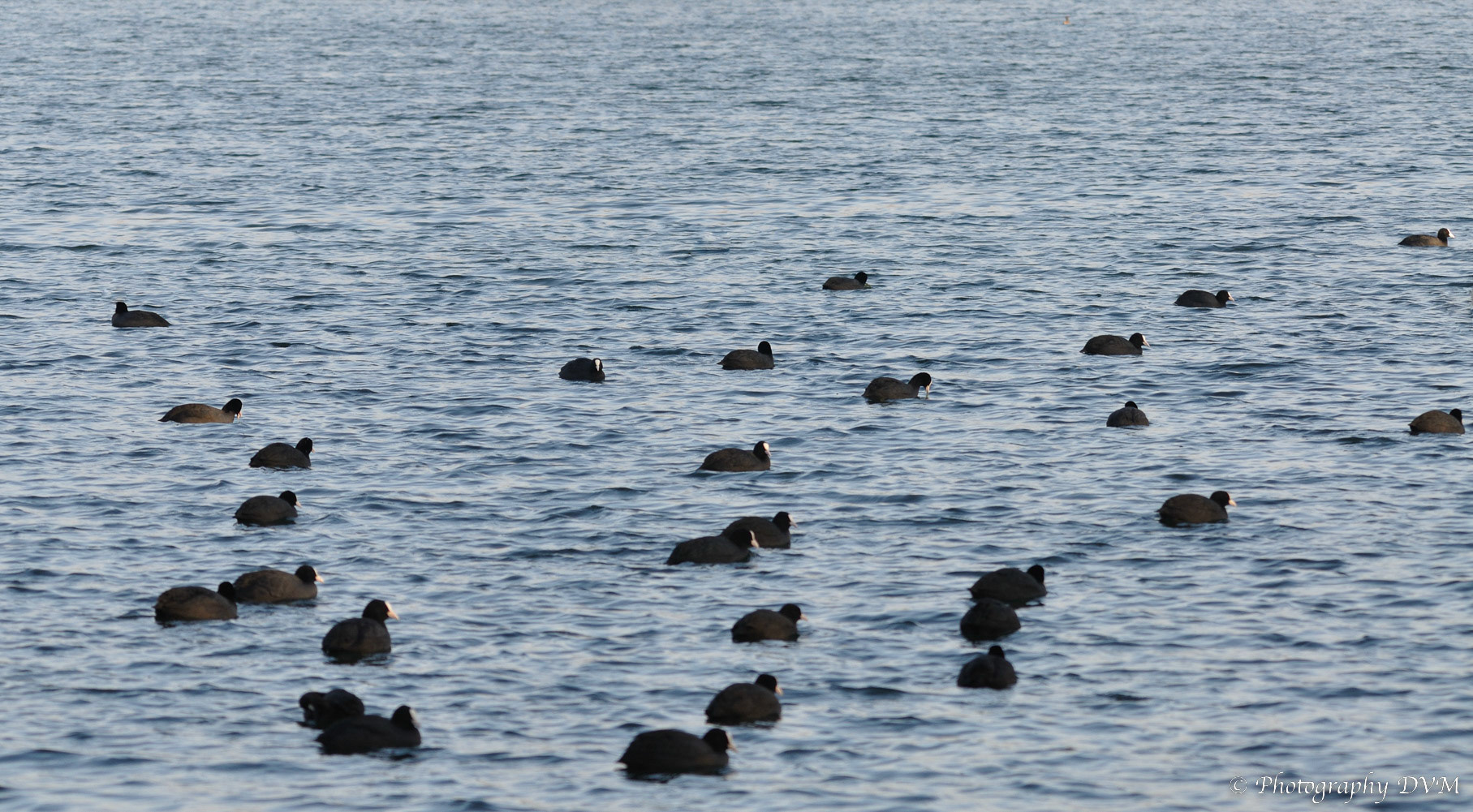 Meerkoeten - Eurasian Coots - Fulica atra