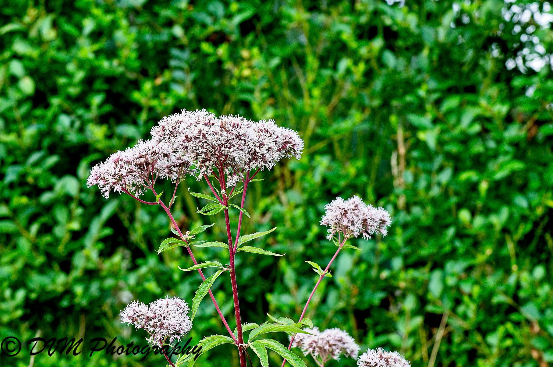 Koninginnekruid - Hemp agrimony - Eupatorium cannabinum