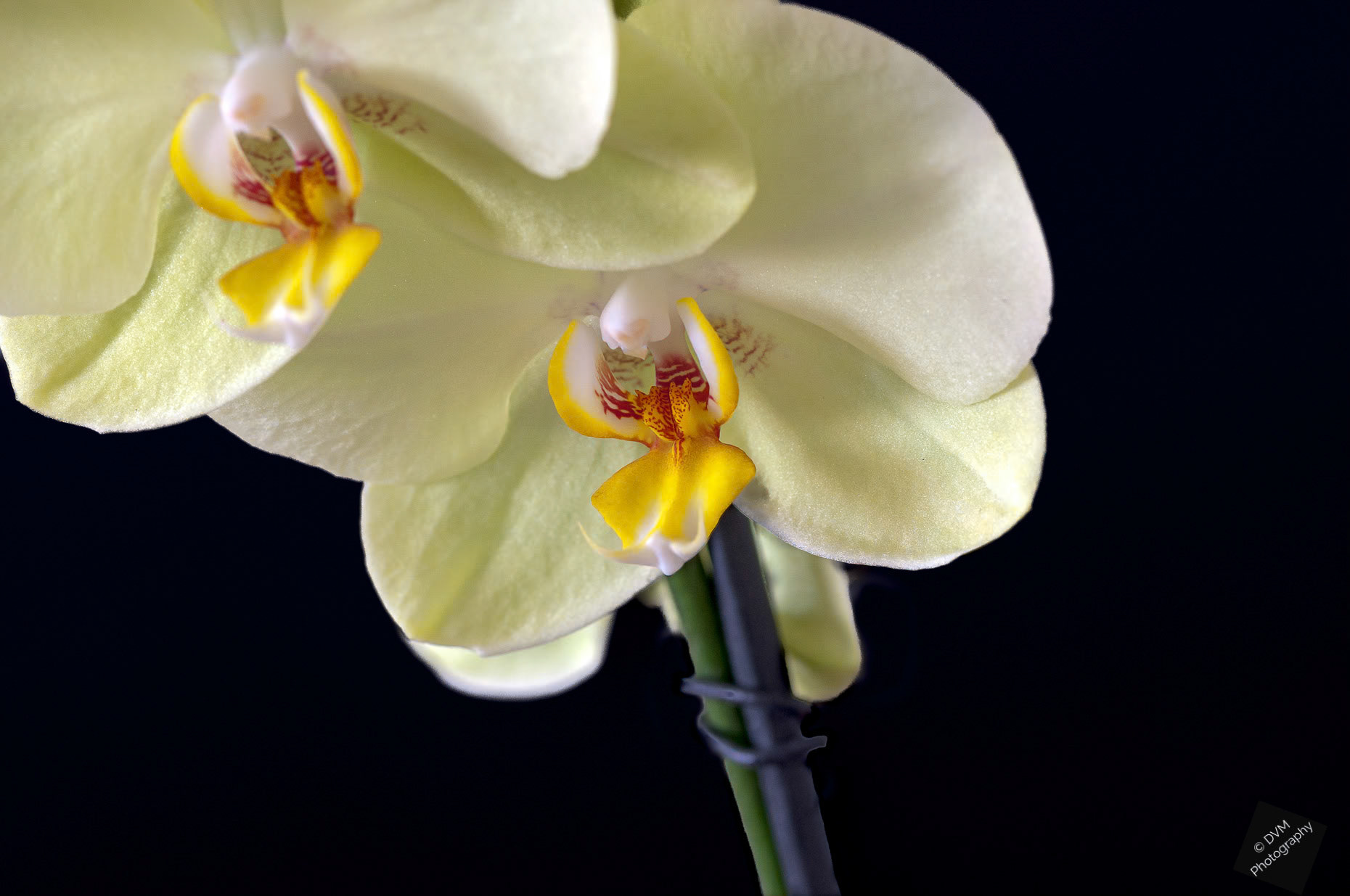 Nachtvlinderorchidee Cultivar 'Sweetheart' - Moth Orchid Cultivar 'Sweetheart' - Orchidaceae  Phalaenopsis