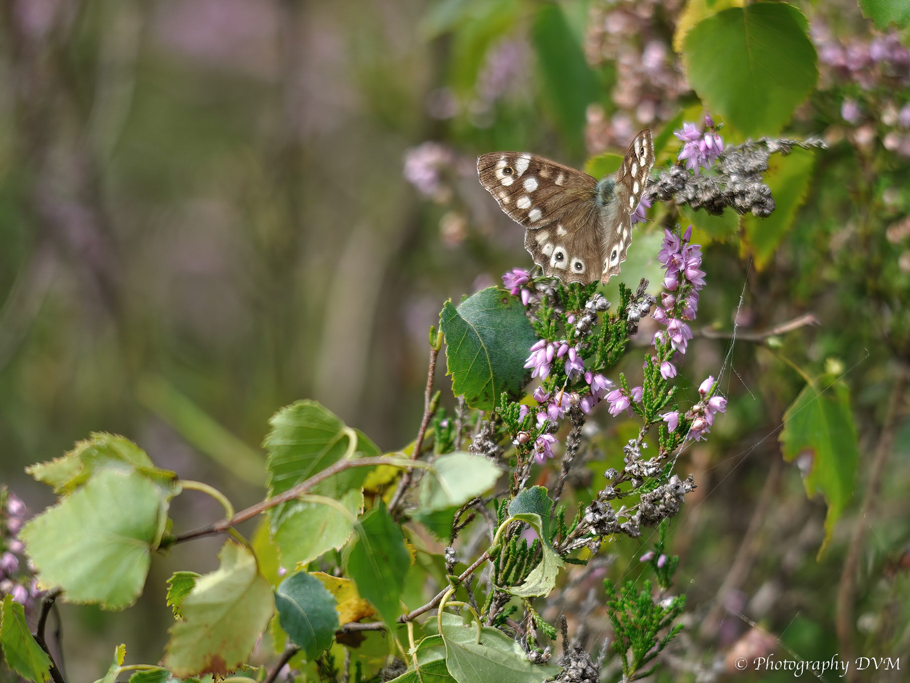 Bont zandoogje - Speckled Wood - Pararge aegeria tircis