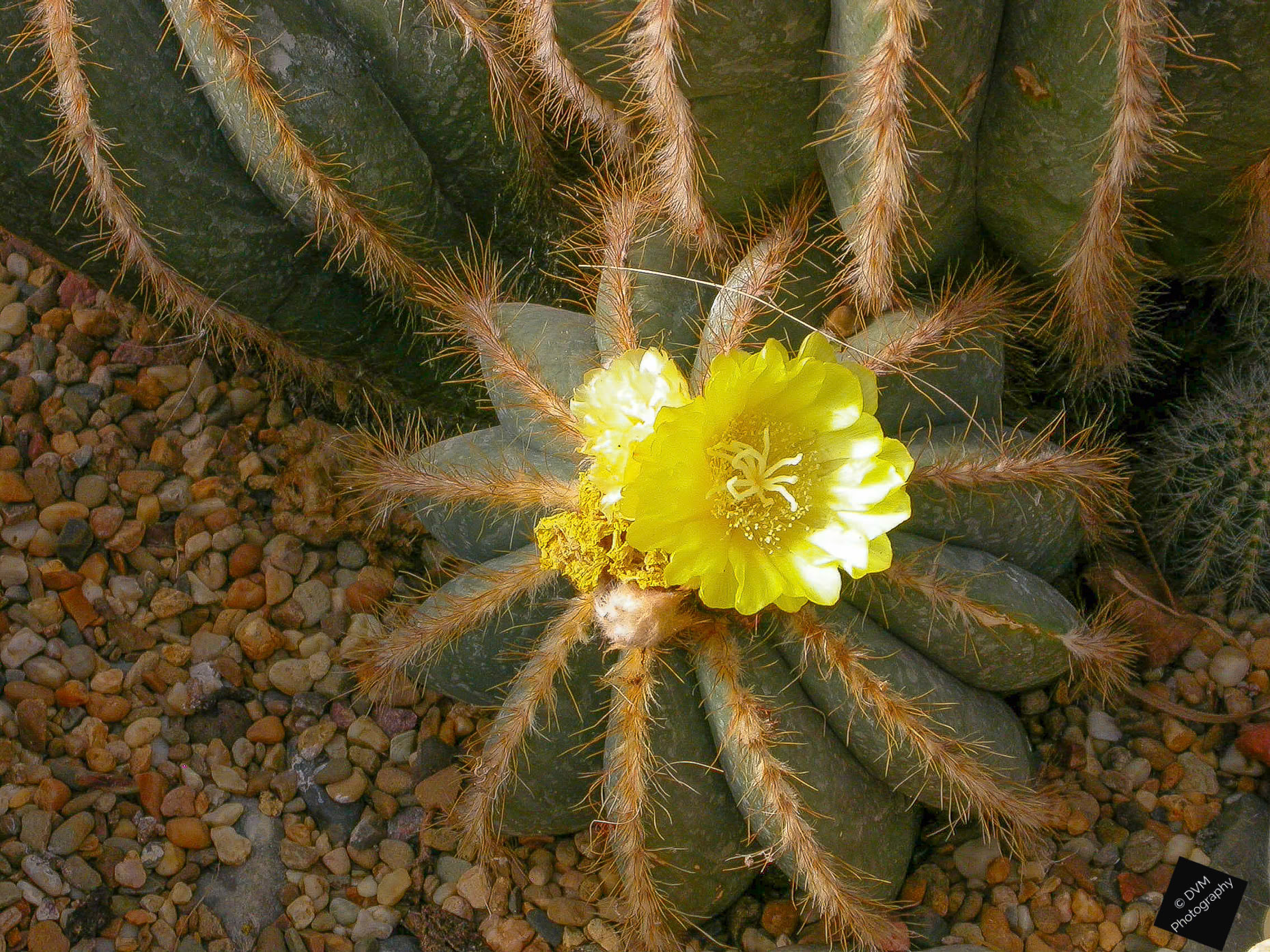 Cactus >>>>> Pairi Daiza - Brugelette - Belgium