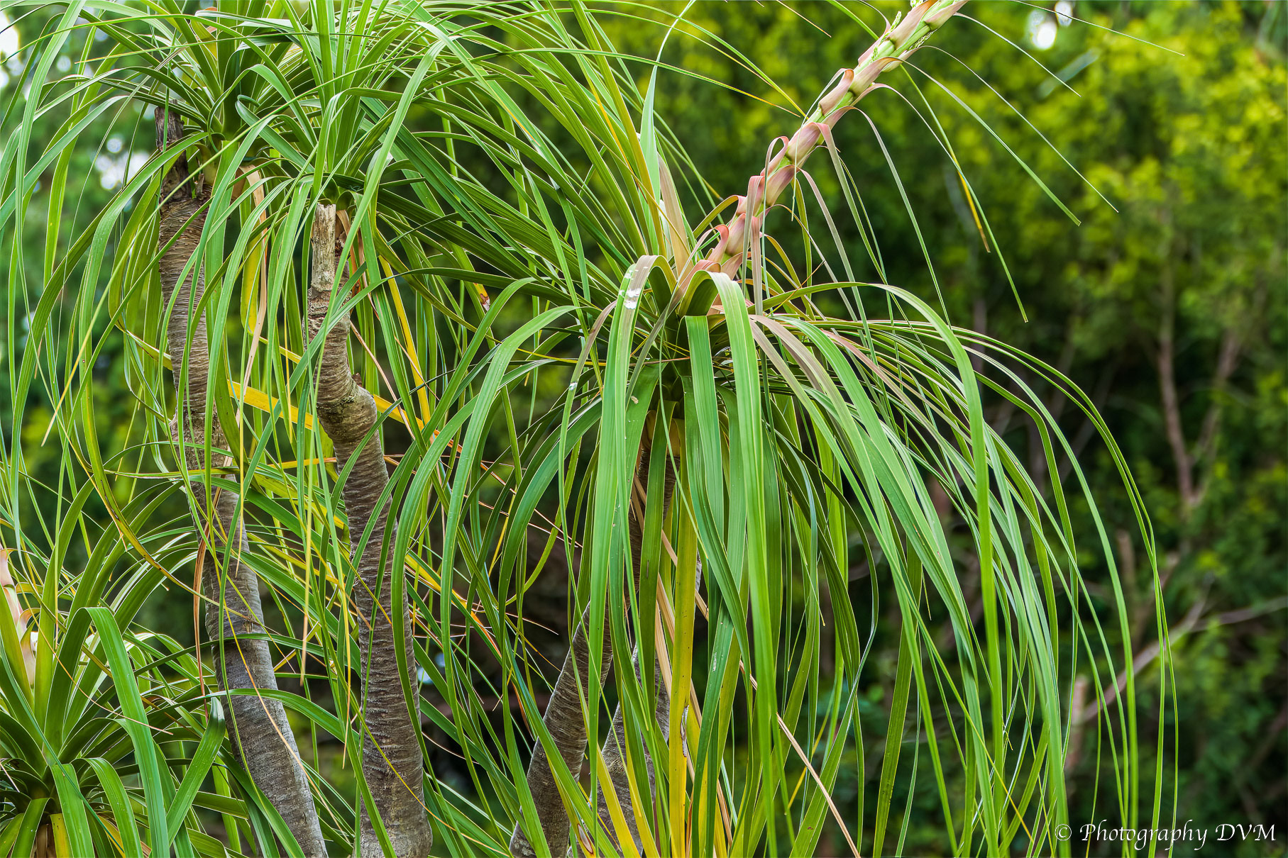 Olifantspoot - Elephant's foot - Beaucarnea recurvata