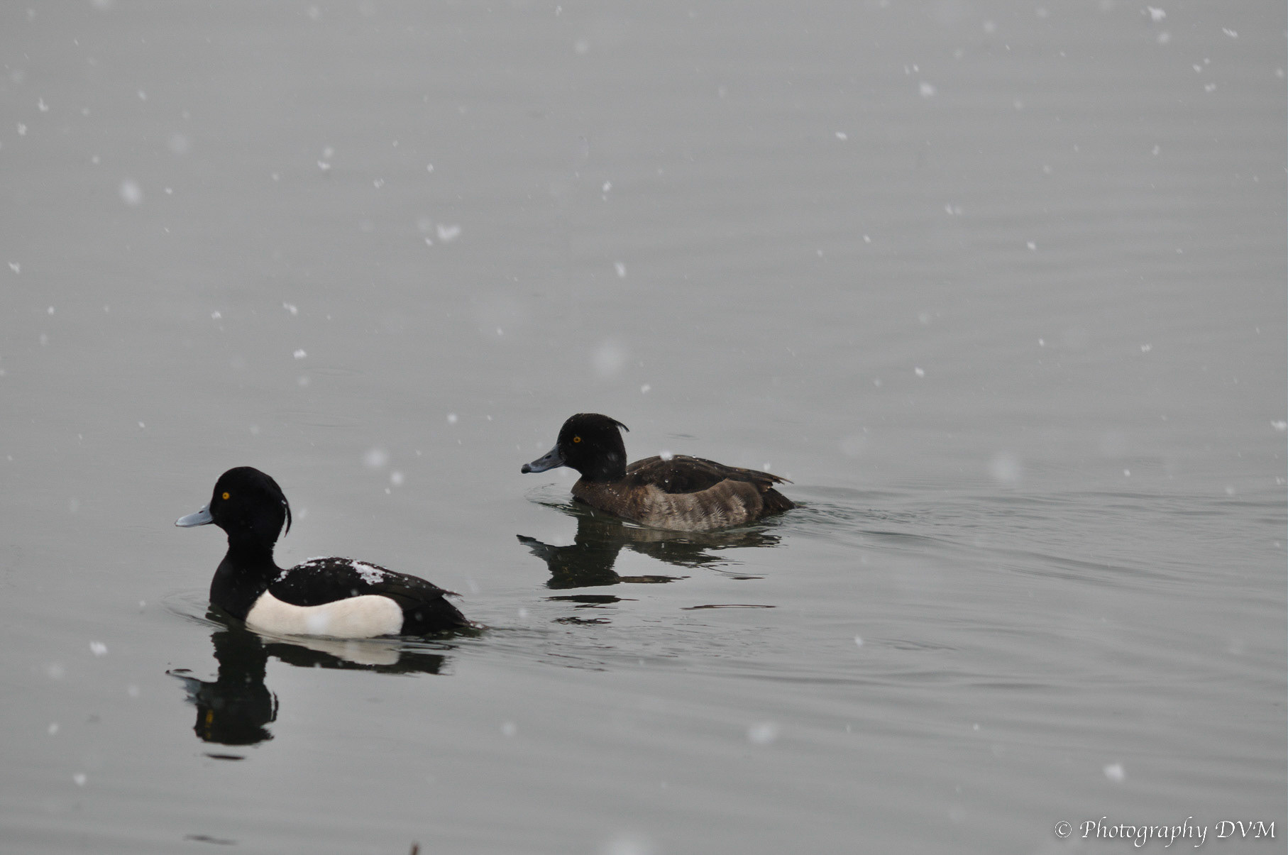 Koppeltje Kuifeenden - Couple Tufted Ducks - Aythya fuligula