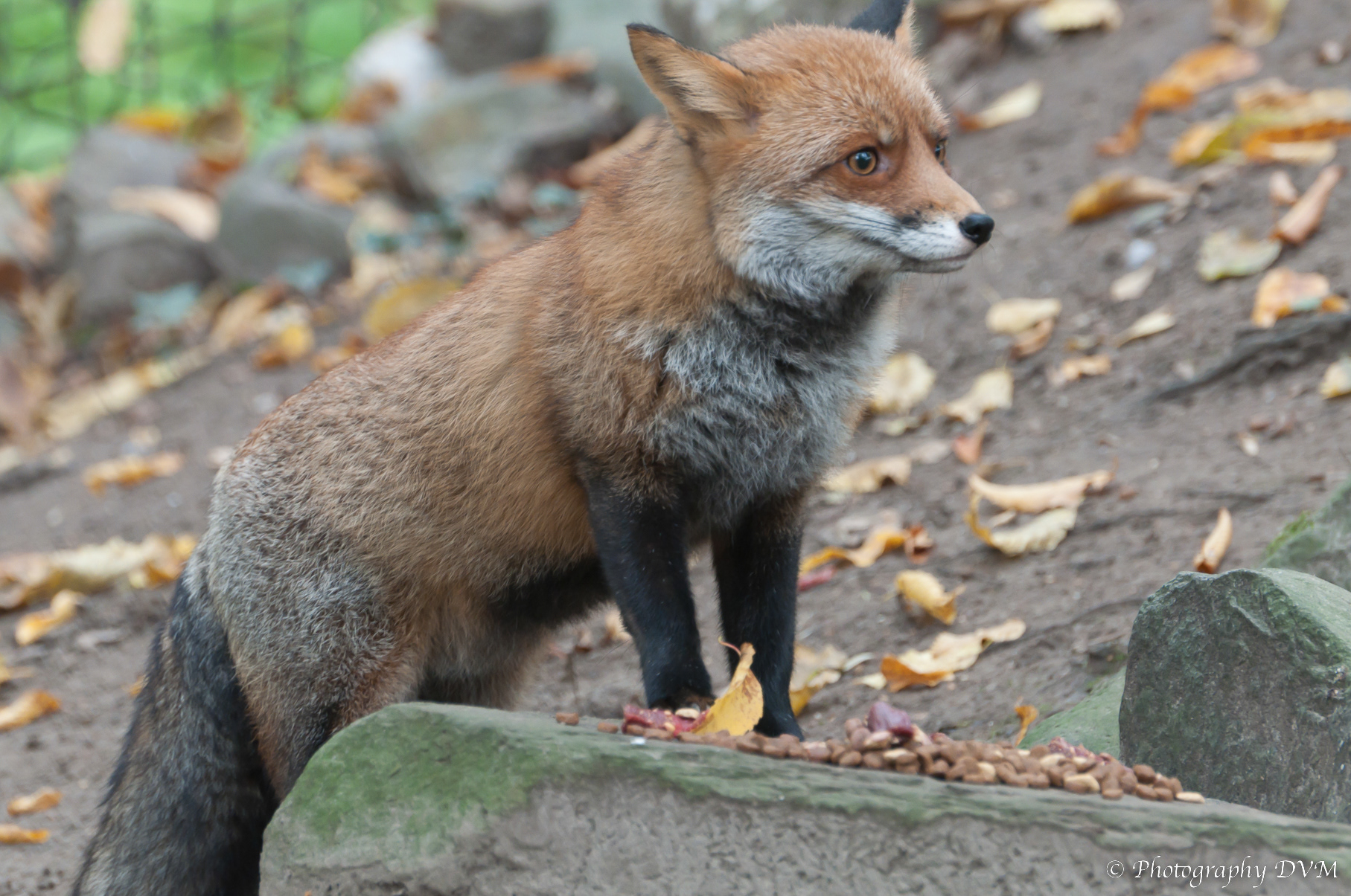 Vos - Red Fox - Vulpes vulpes