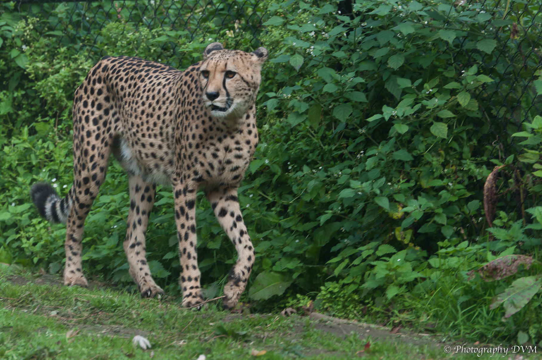 Jachtluipaard - Hunting Leopard - Acinonyx jubatus