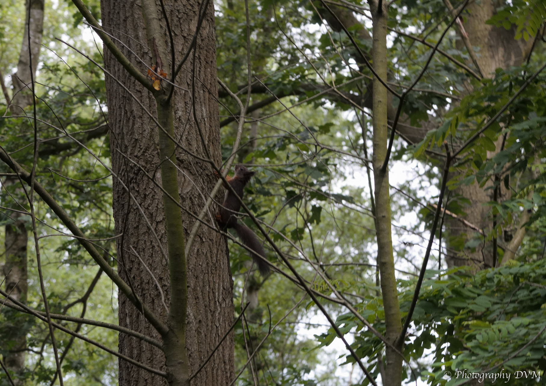 Rode eekhoorn - Red Squirrel - Sciurus vulgaris