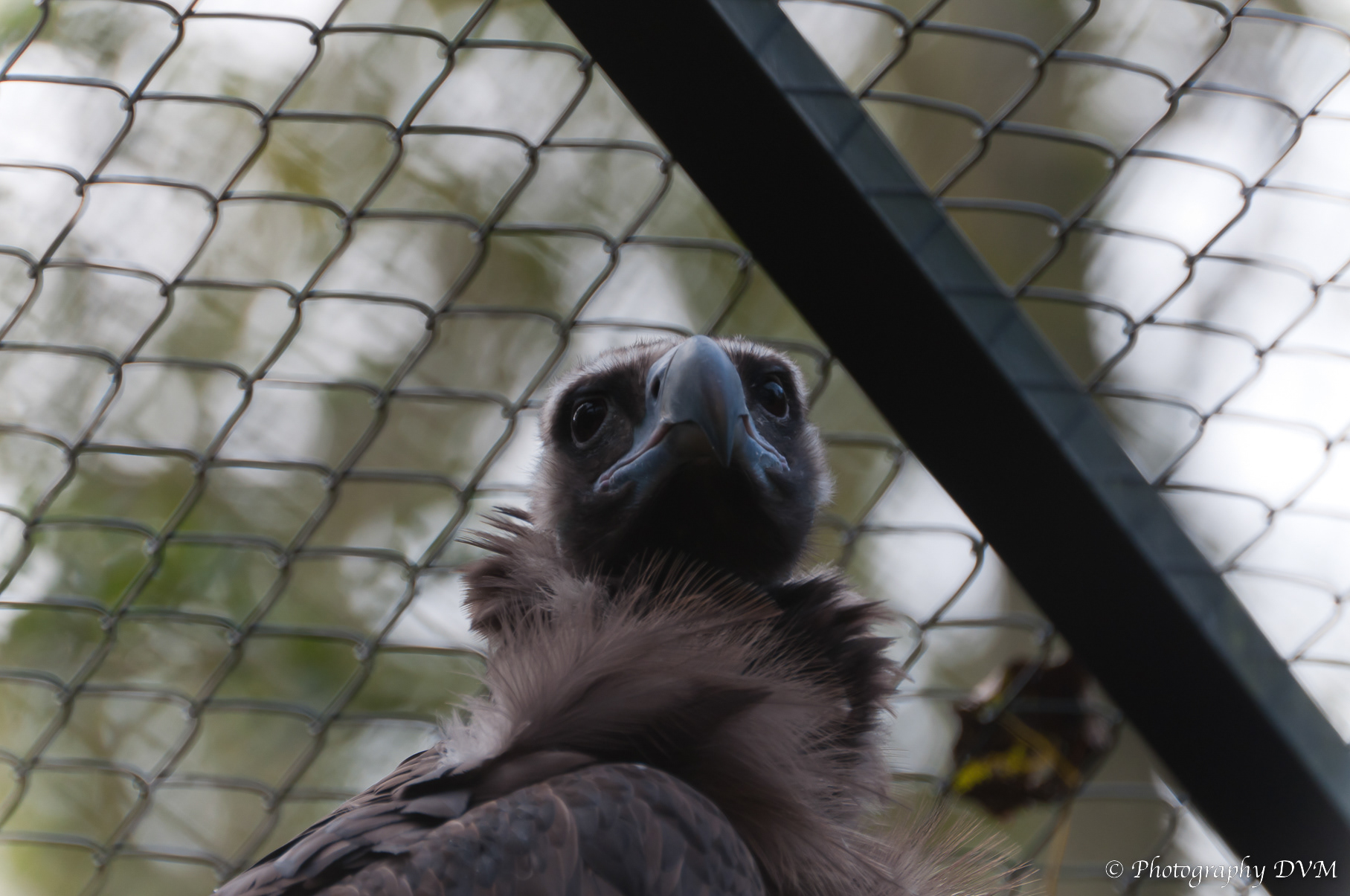 Monniksgier - Cinereous Vulture - Aegypius monachus