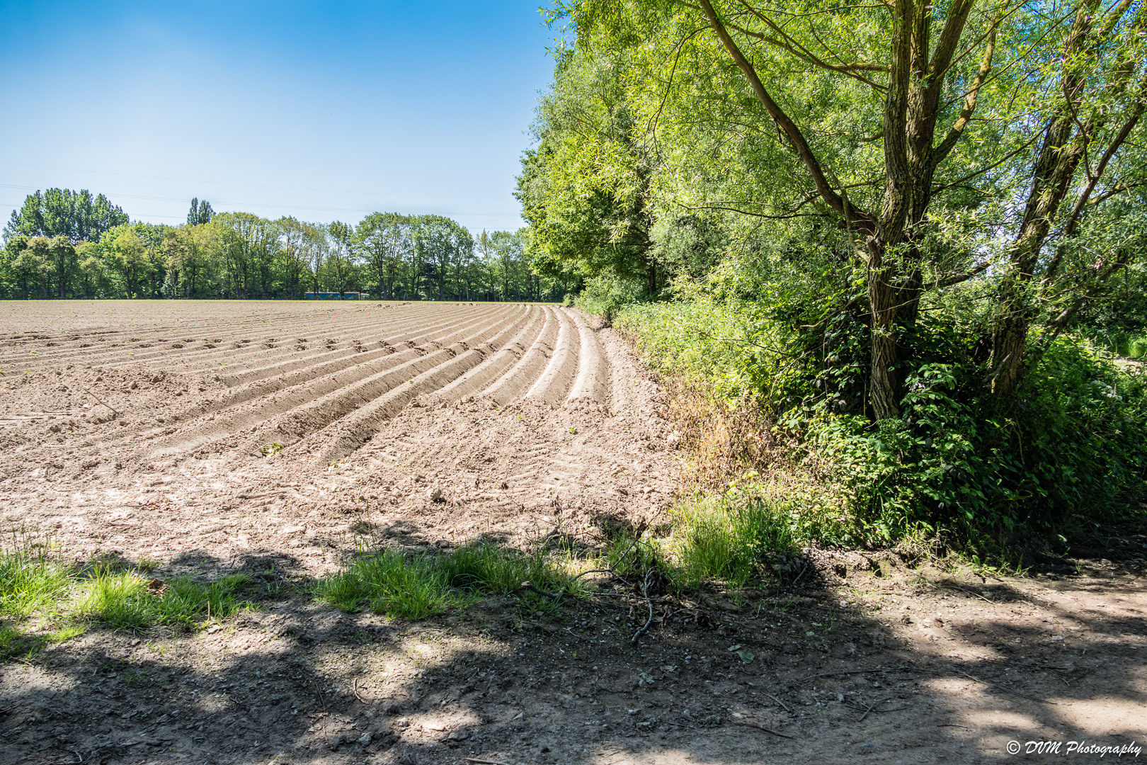 Aardappelveld - Potato Field