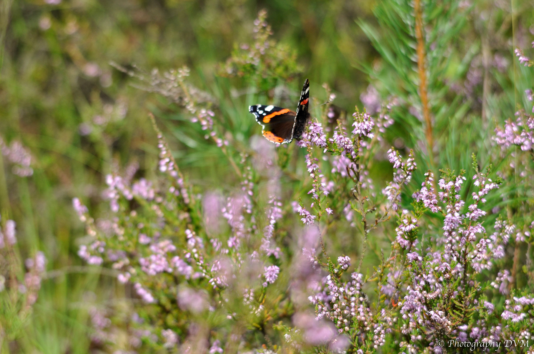 Atalanta - Red Admiral - Vanessa atalanta