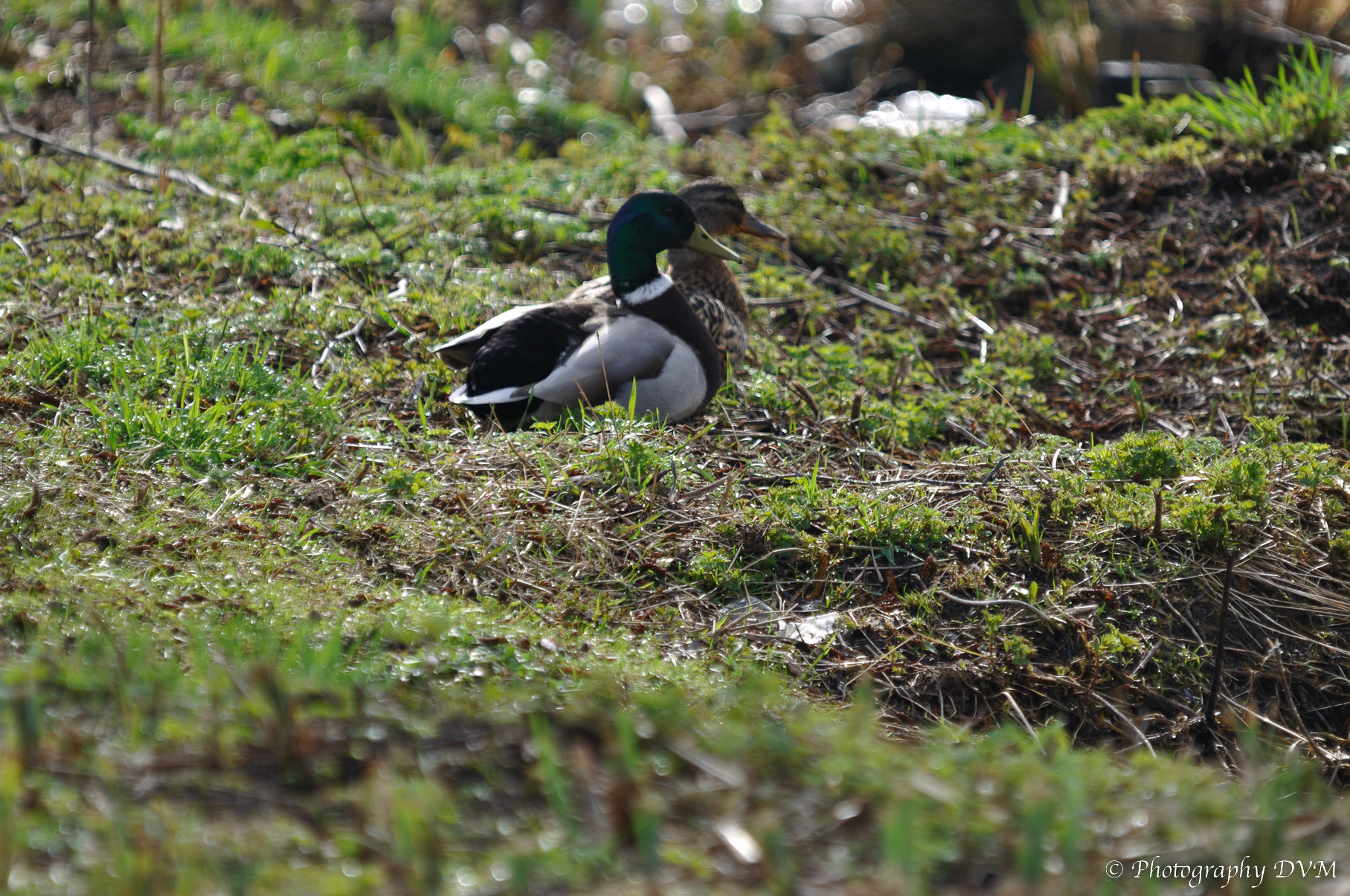 Koppeltje Wilde eenden - Couple Mallards - Anas platyrhynchos