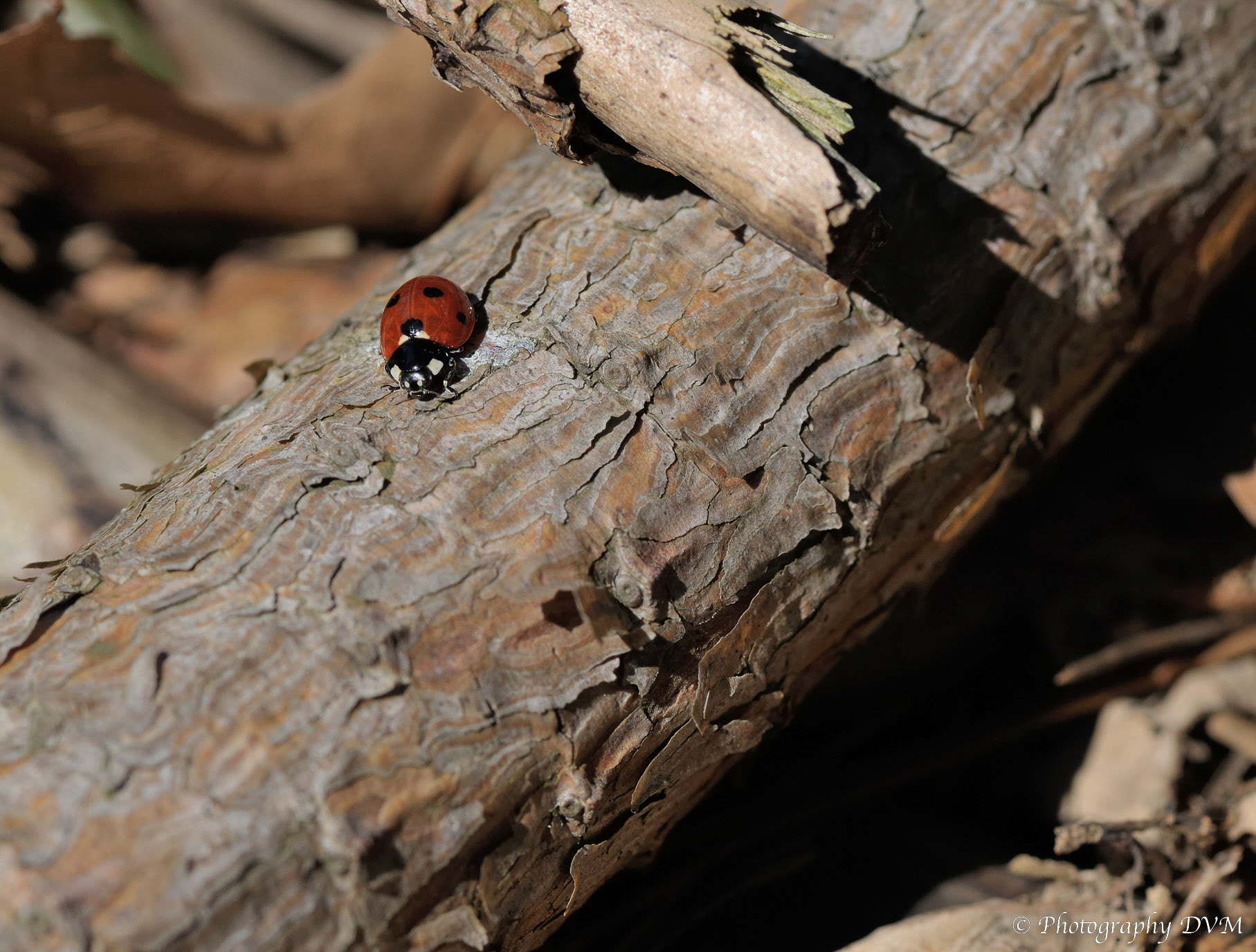 Zevenstippelig lieveheersbeestje - Seven-spot ladybird - Coccinella septempunctata