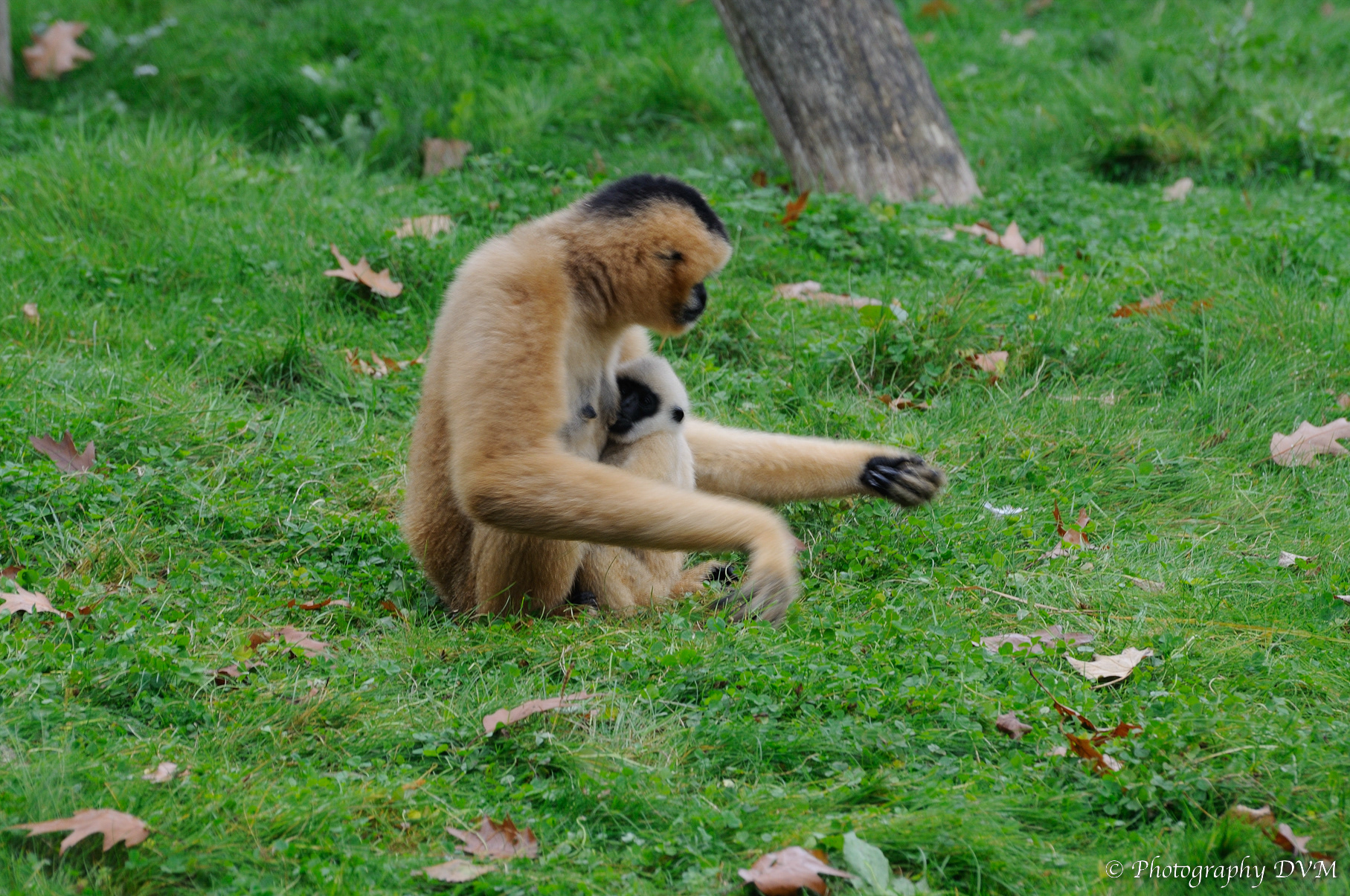 Moeder & Kind Witwanggibbon - Mother & Child White-cheeked Gibbon - Nomascus leucogenys
