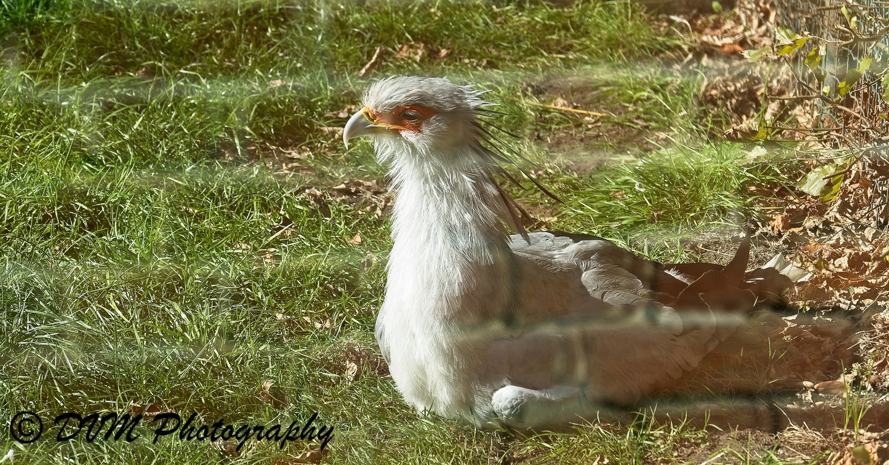 Secretarisvogel - Secretarybird - Sagittarius serpentarius