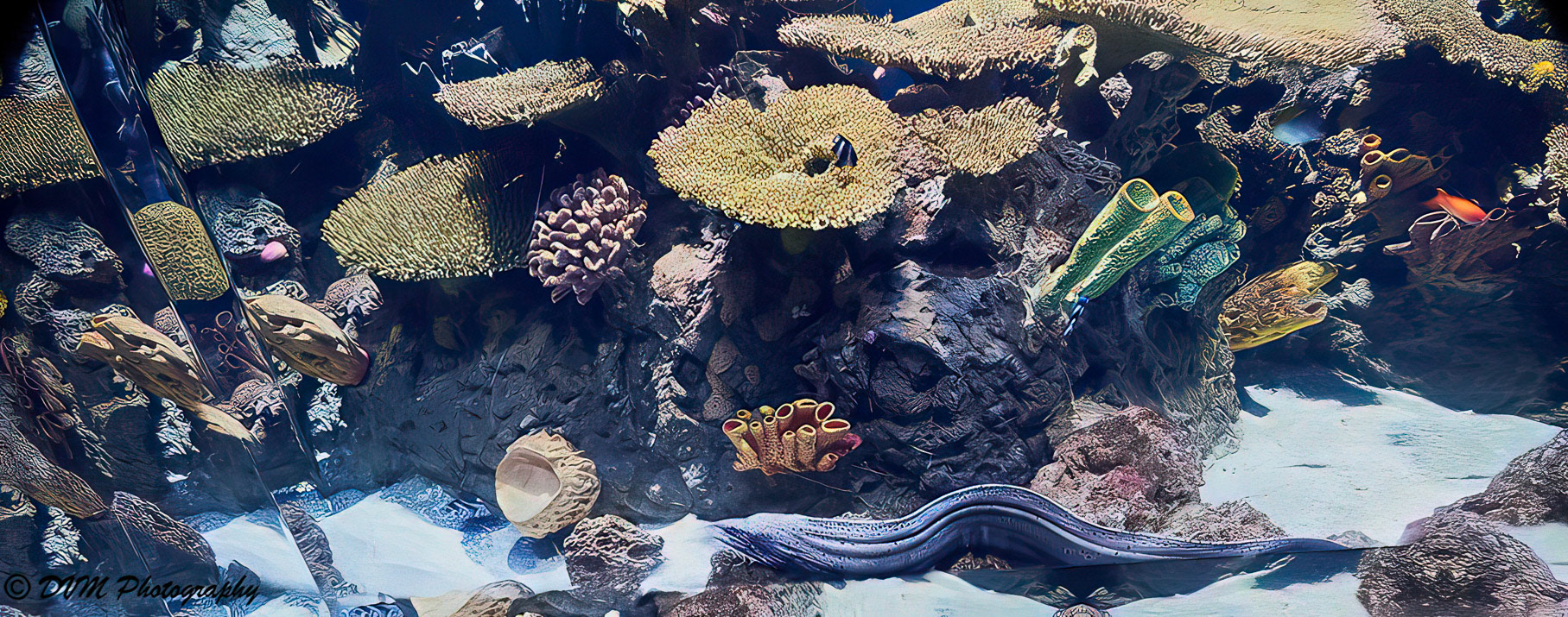 Koralen met Murene - Corals with Moray eel