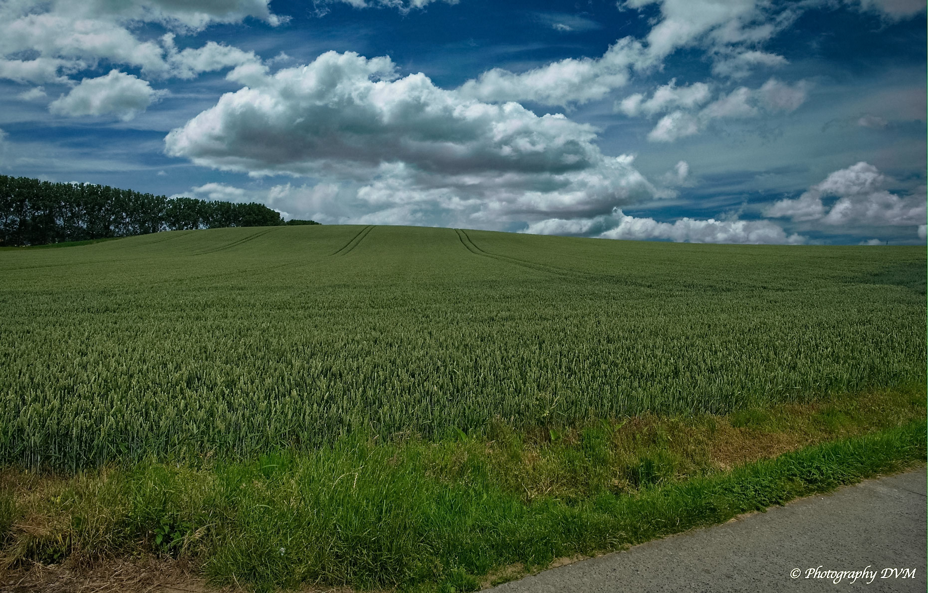 Tarweveld - Wheat field >>>>> Schorisse - Belgium