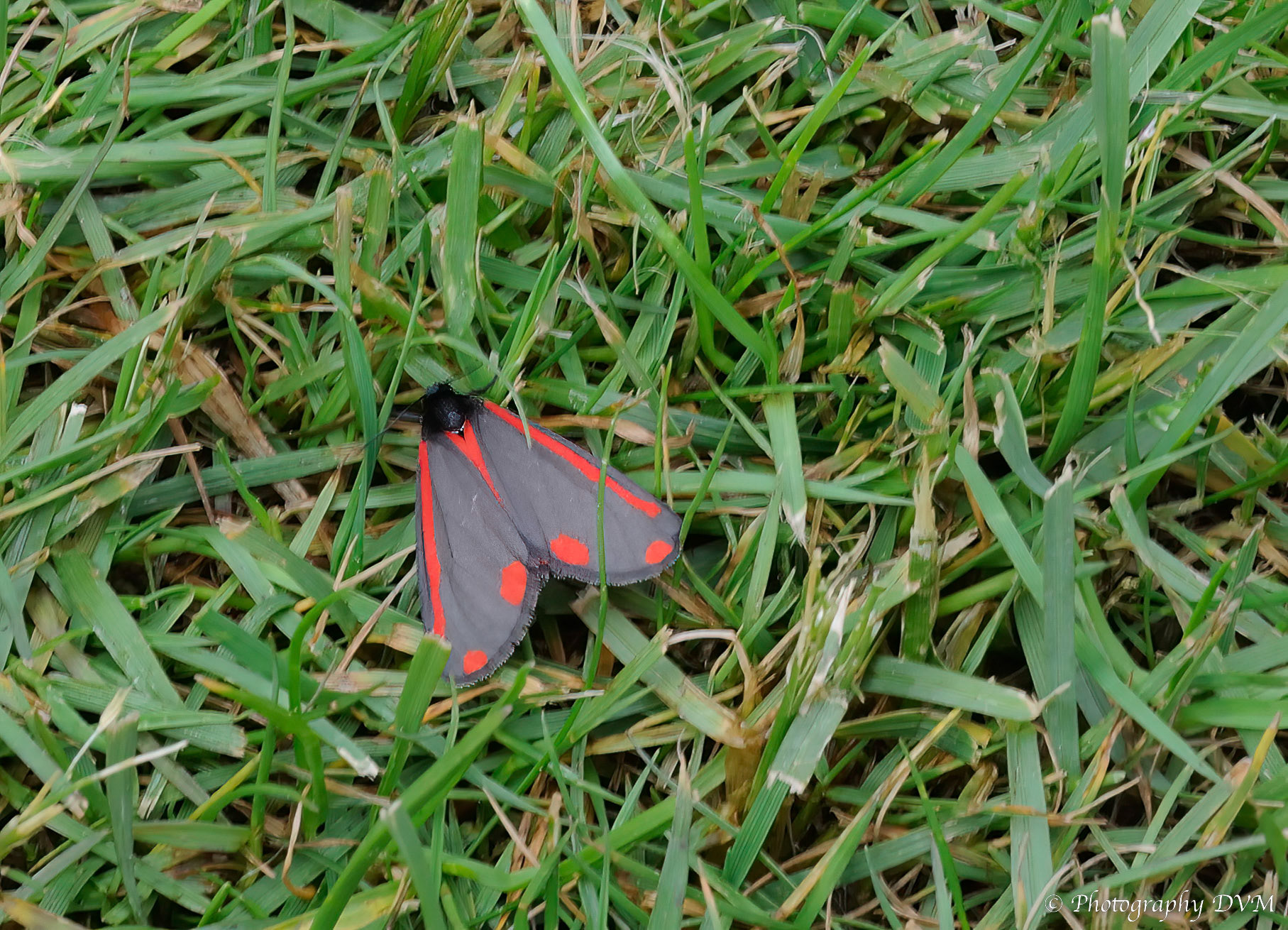Sint-Jacobsvlinder - Cinnabar moth - Tyria jacobaeae