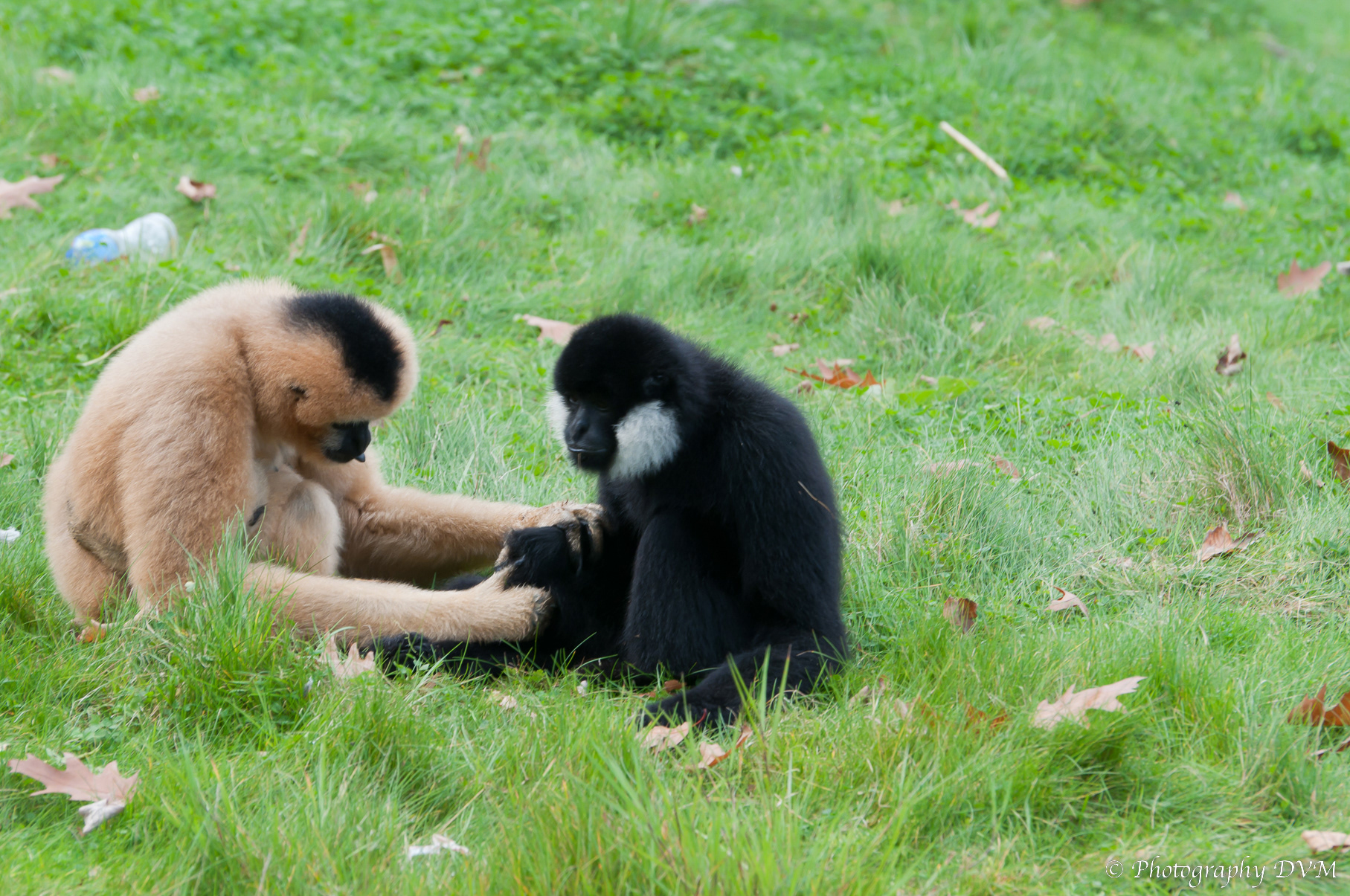 Vlooien Witwanggibbon - Fleas White-cheeked Gibbon- Nomascus leucogenys