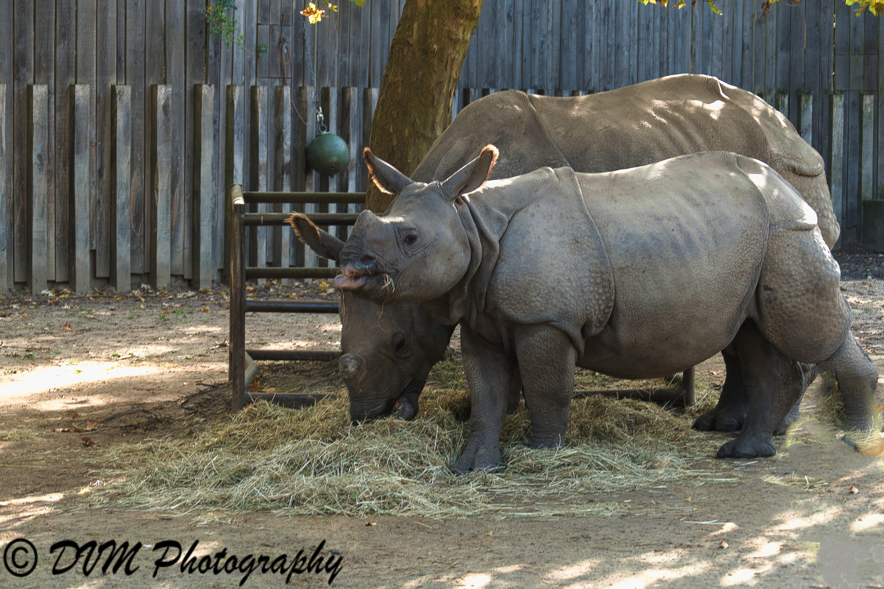Indische Neushoorns - Greater Indian rhinoceros - Rhinoceros unicornis