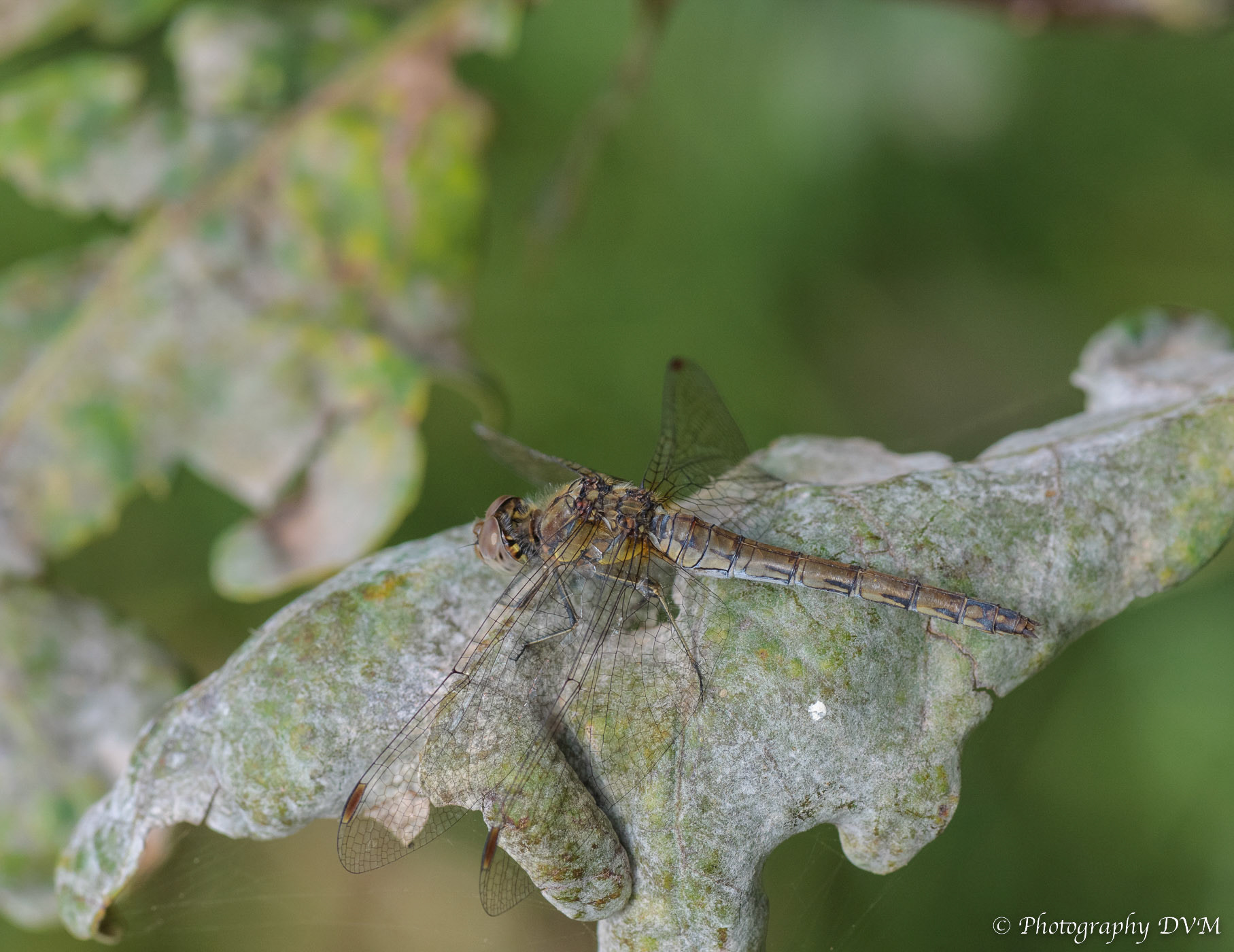 Bruinrode heidelibel(vrouwtje) - Common Darter(female) - Sympetrum striolatum