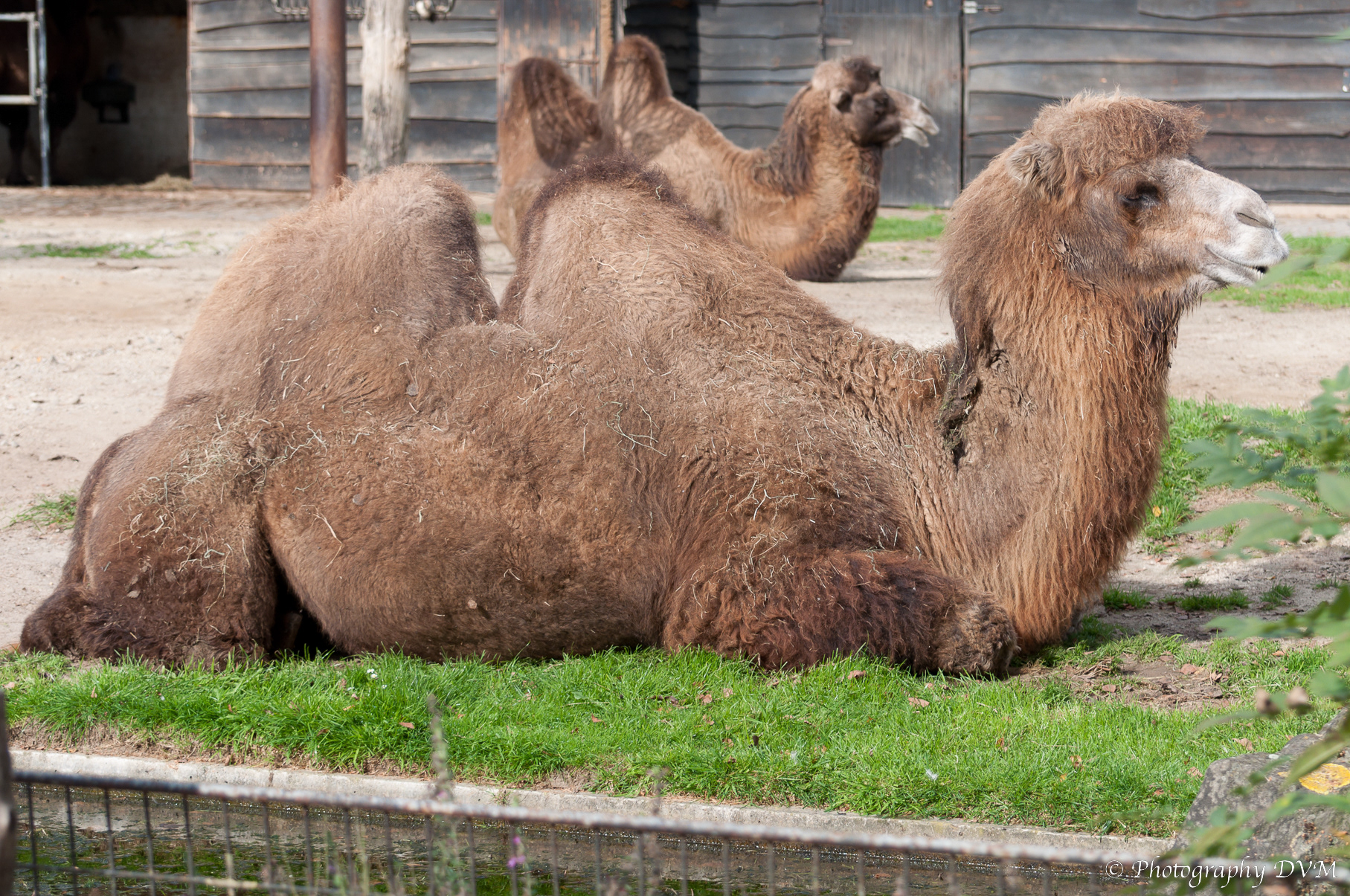 Kamelen - Bactrian Camels - Camelus bactrianus