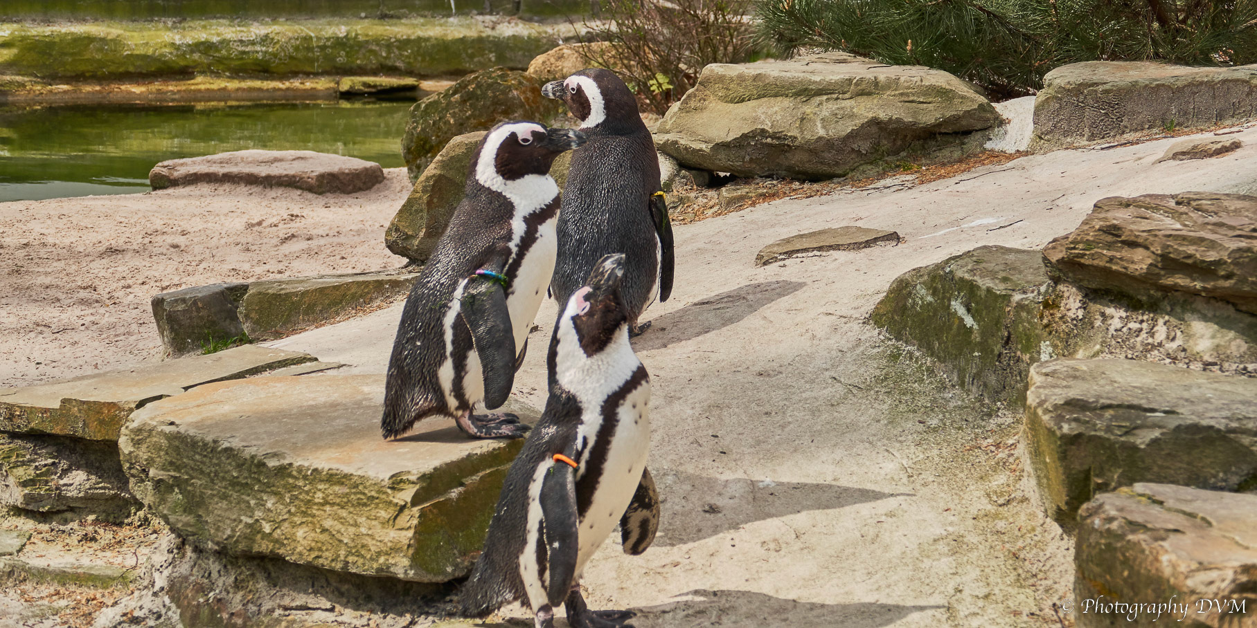 Zwartvoetpinguïns - African penguins - Spheniscus demersus