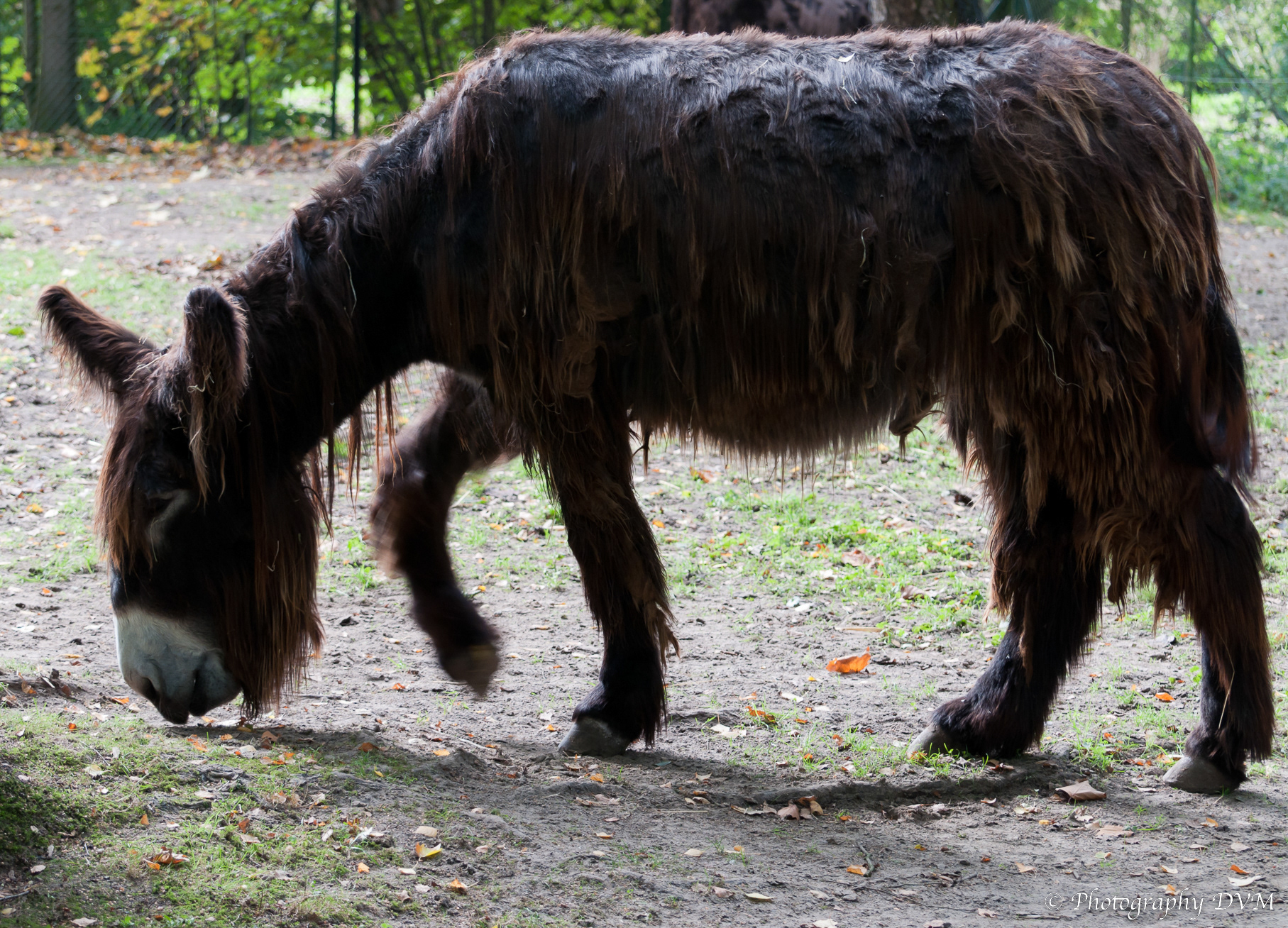 Poitou-ezel - Poitou Donkey - Equus asinus